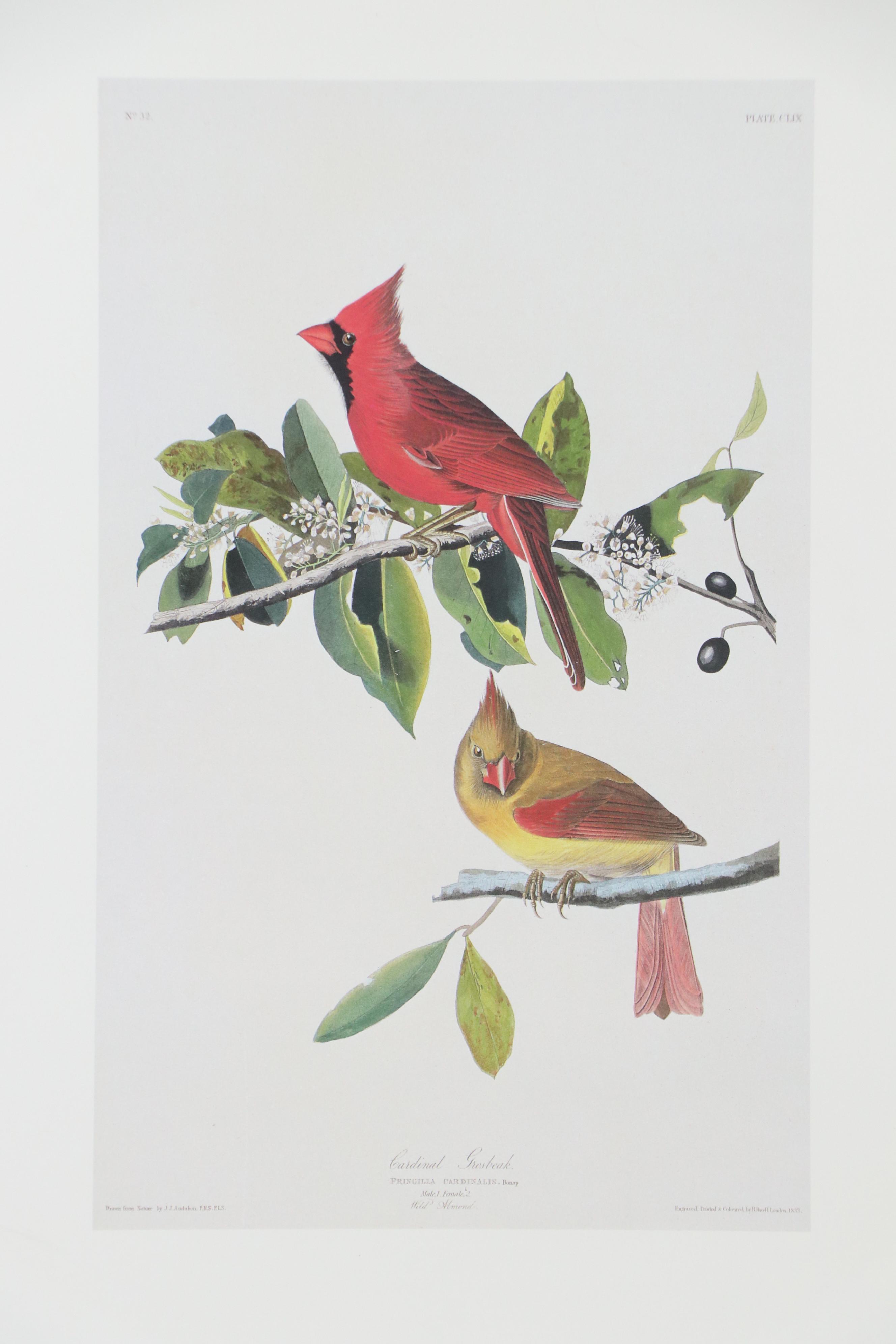 Offset Lithograph After John James Audubon "Cardinal Grosbeak"