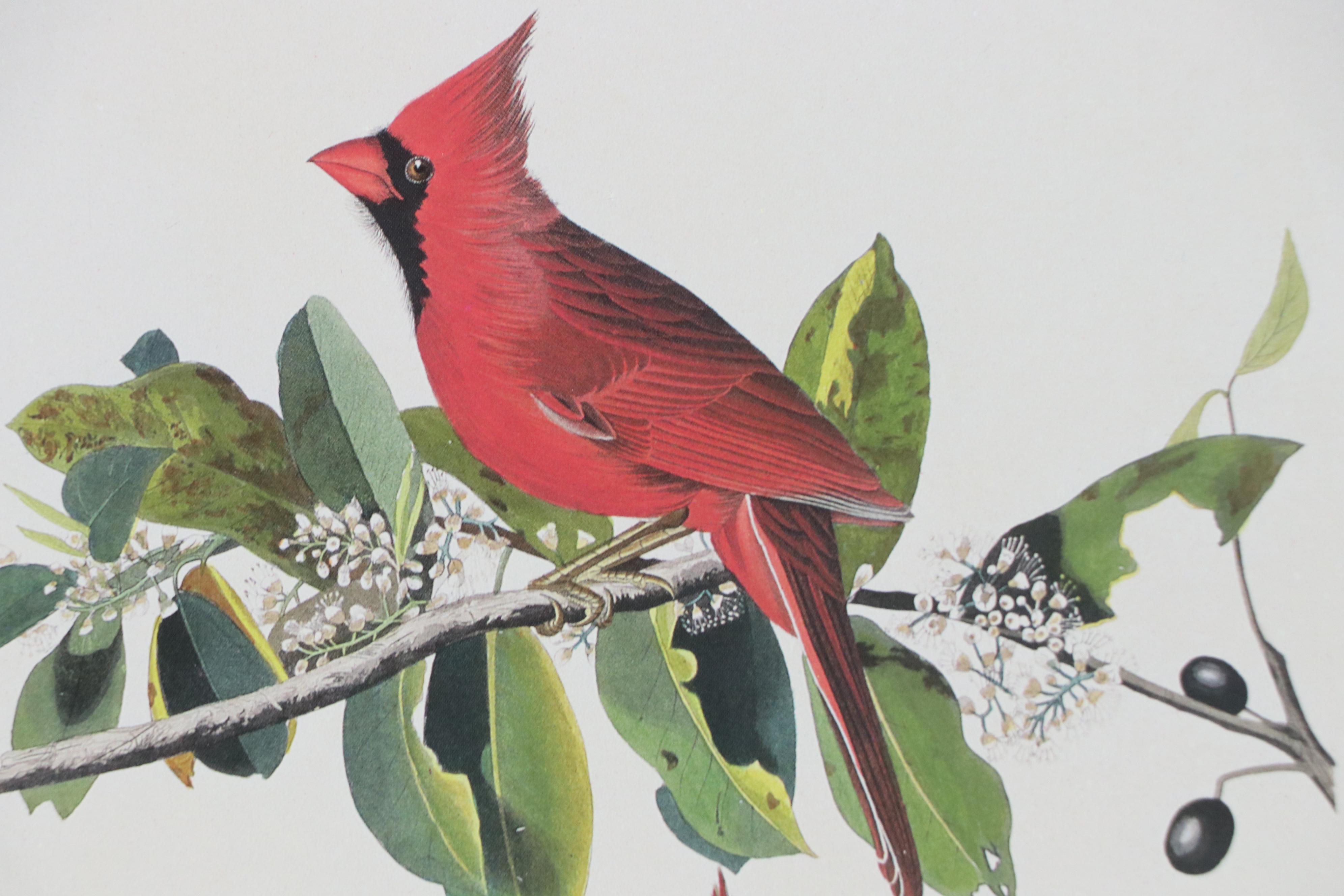 Offset Lithograph After John James Audubon "Cardinal Grosbeak"