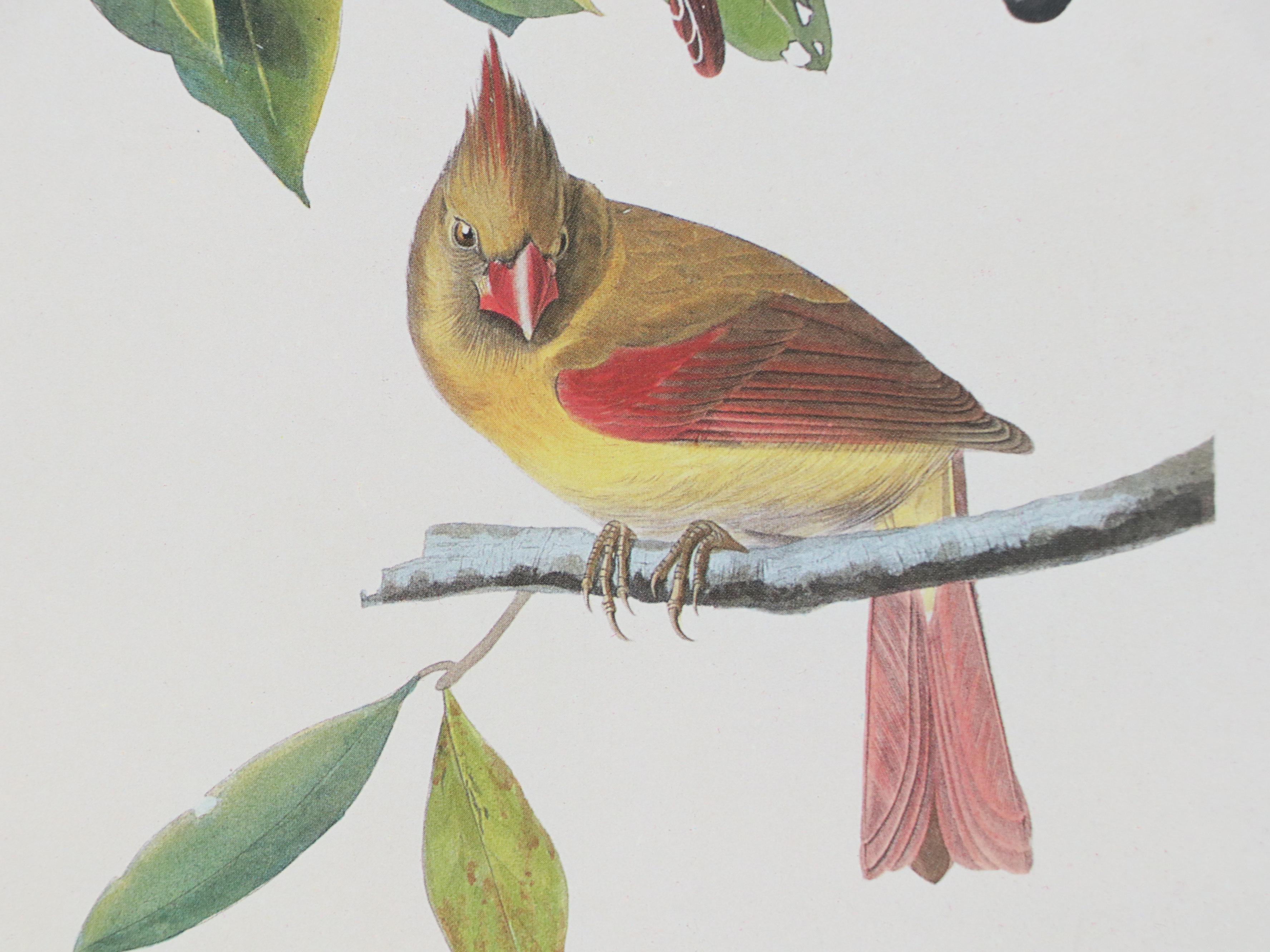 Offset Lithograph After John James Audubon "Cardinal Grosbeak"