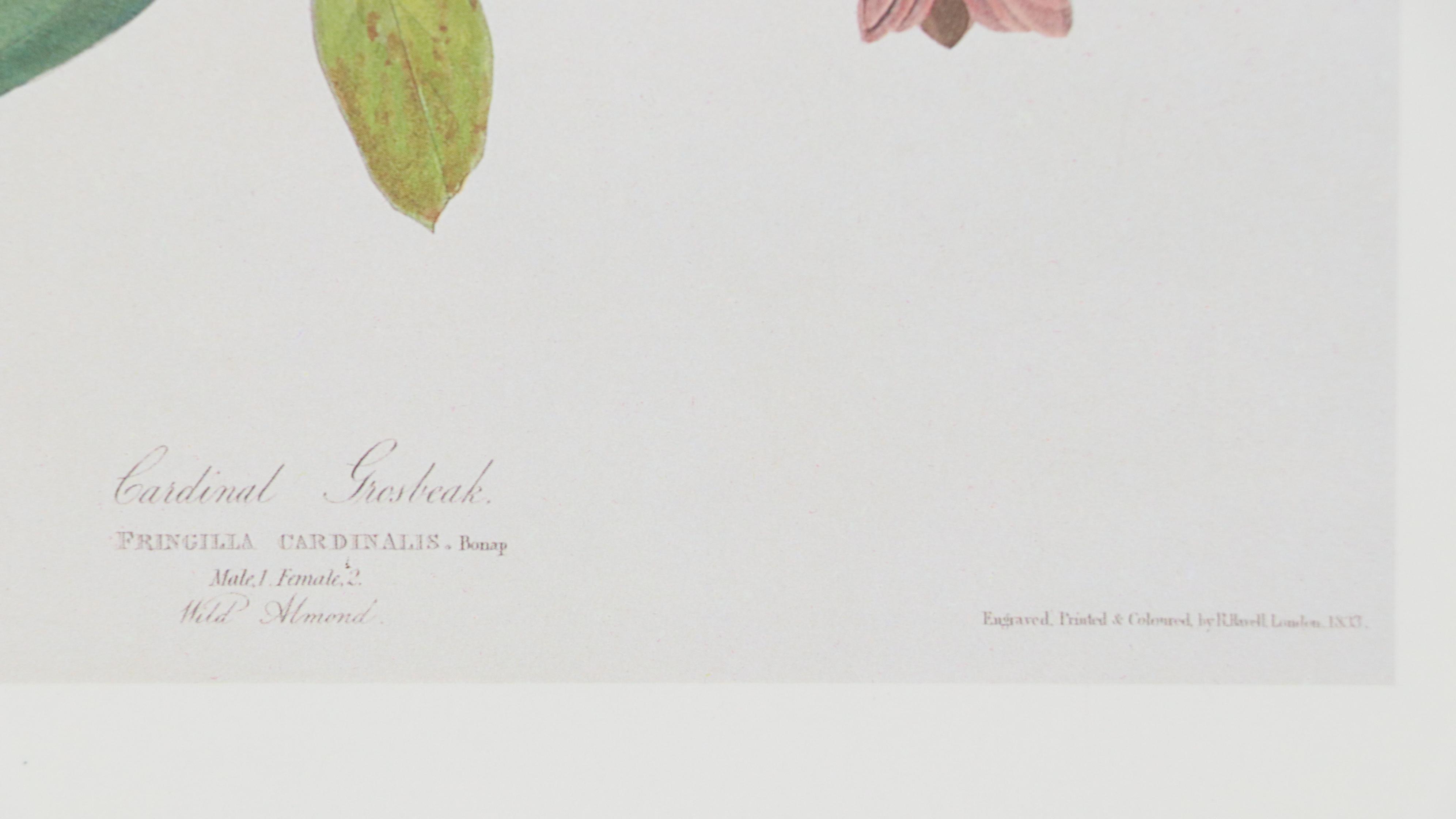 Offset Lithograph After John James Audubon "Cardinal Grosbeak"