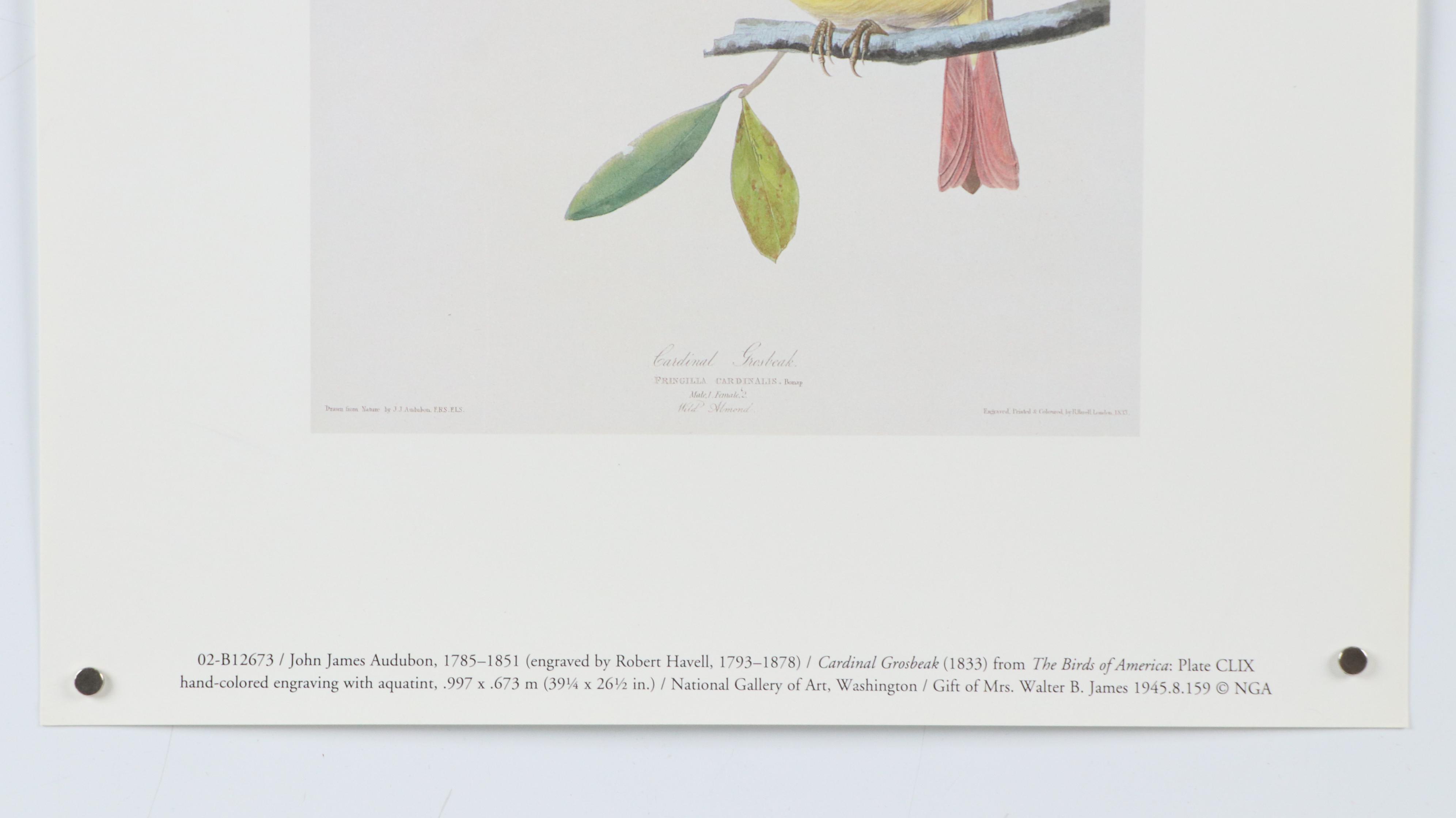 Offset Lithograph After John James Audubon "Cardinal Grosbeak"