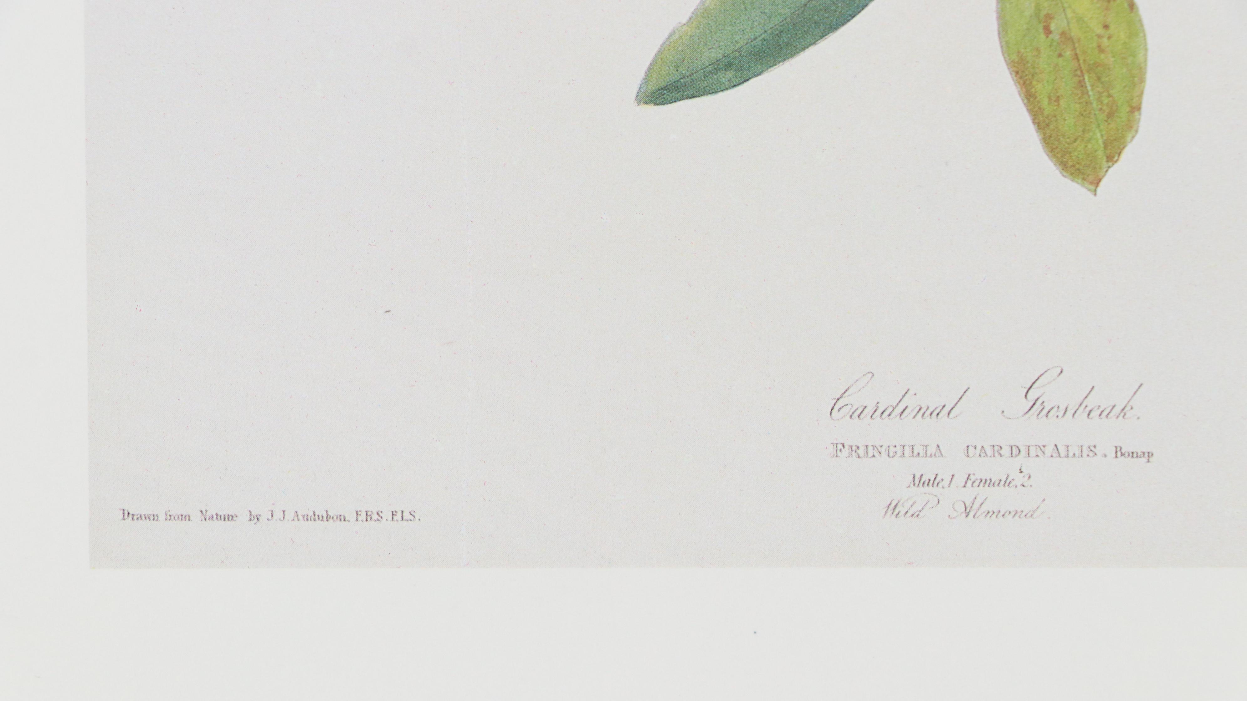 Offset Lithograph After John James Audubon "Cardinal Grosbeak"