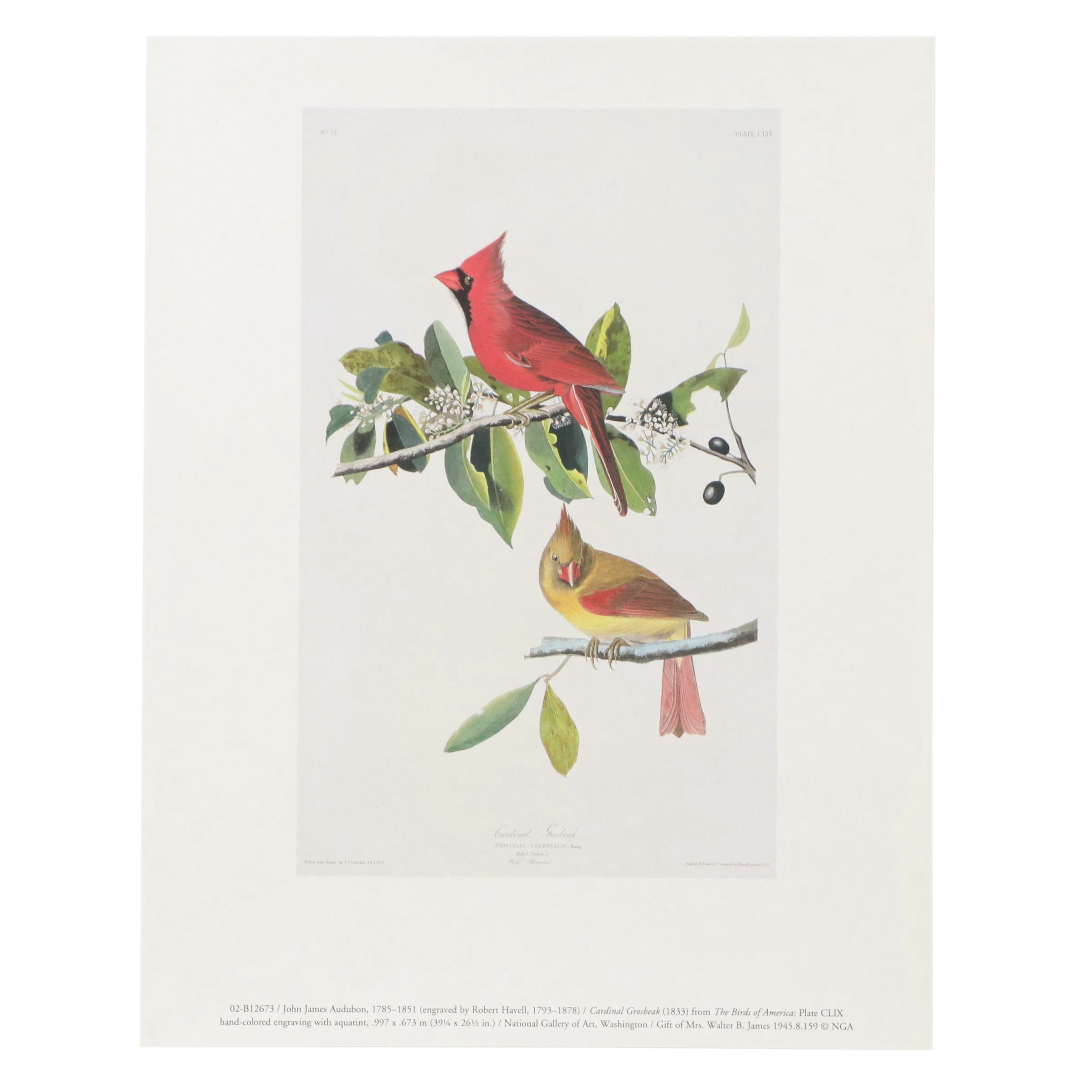 Offset Lithograph After John James Audubon "Cardinal Grosbeak"