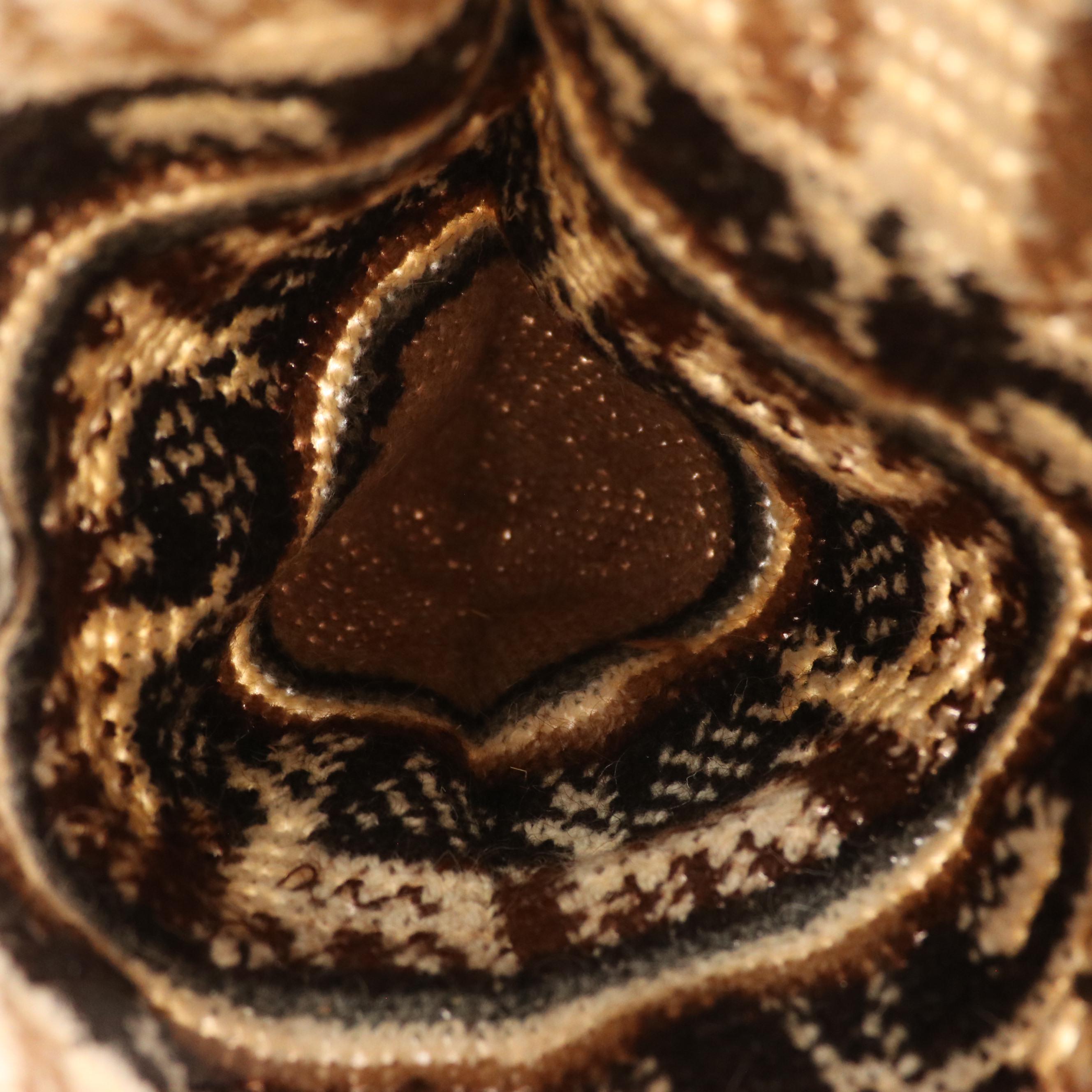 Isaac Mizrahi Cotton Bucket Hats, Other Knit Hats and Peruvian Cone Hat