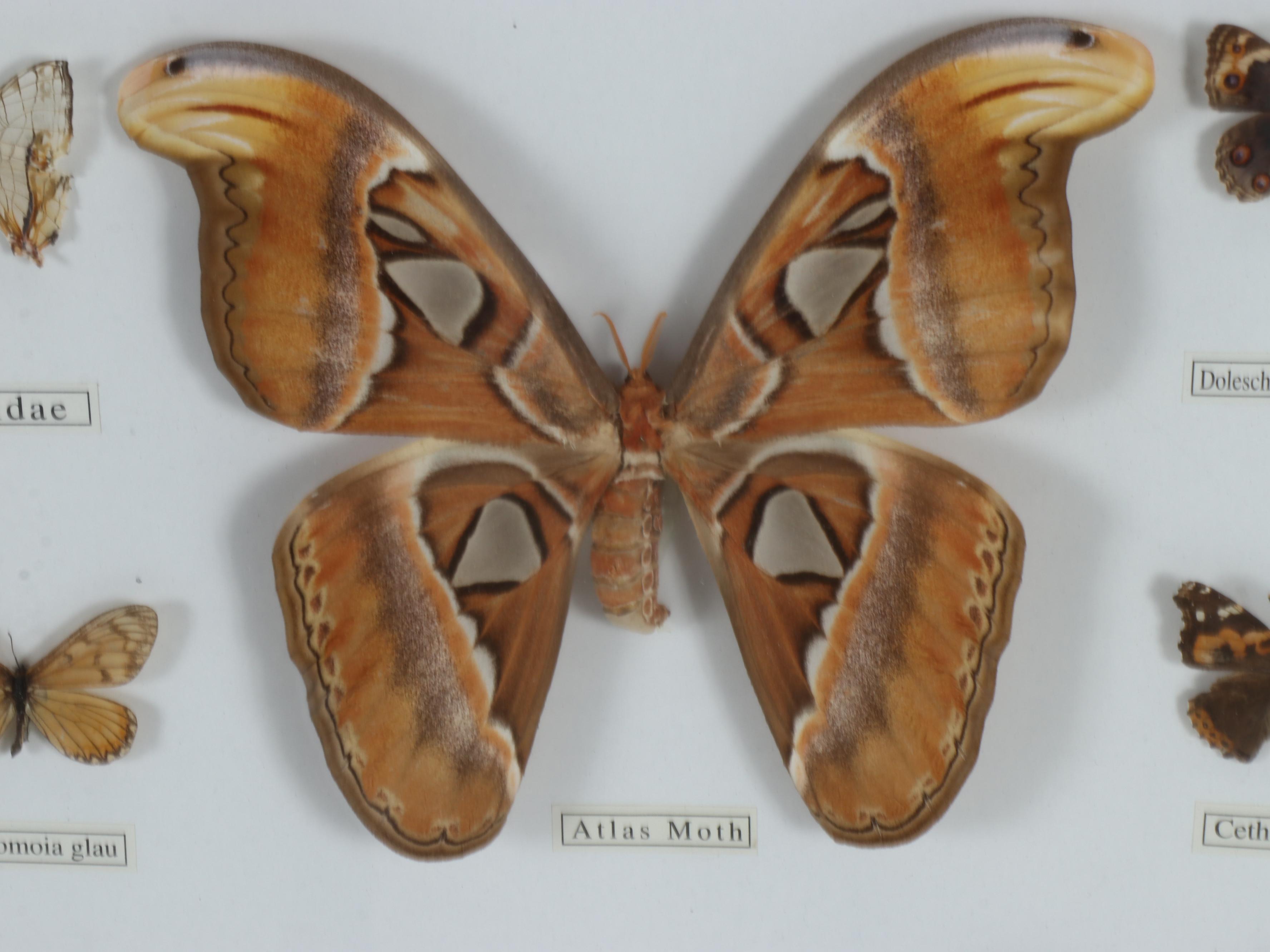 Atlas Moth, Common Tiger, and More Butterfly Specimens in Frame