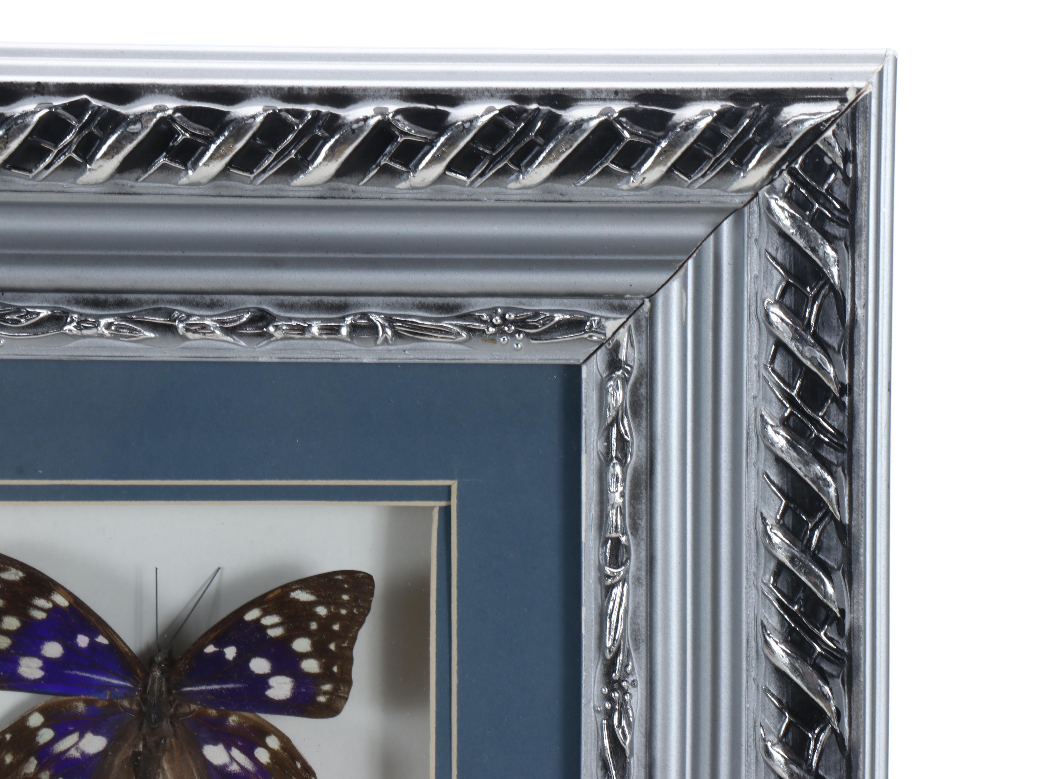 Atlas Moth, Common Tiger, and More Butterfly Specimens in Frame
