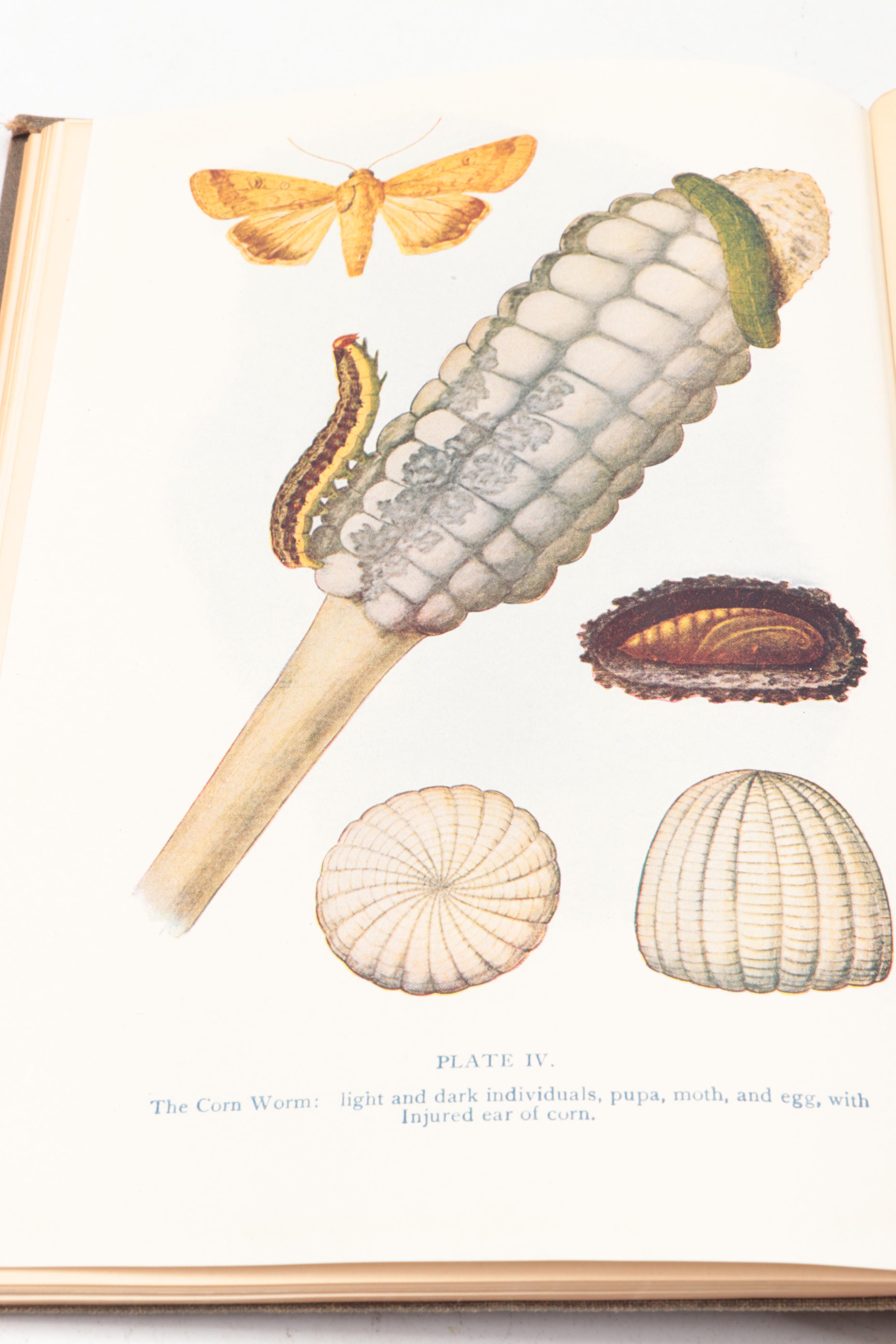 "Report on the Noxious and Beneficial Insects of Illinois" by S. A. Forbes, 1920