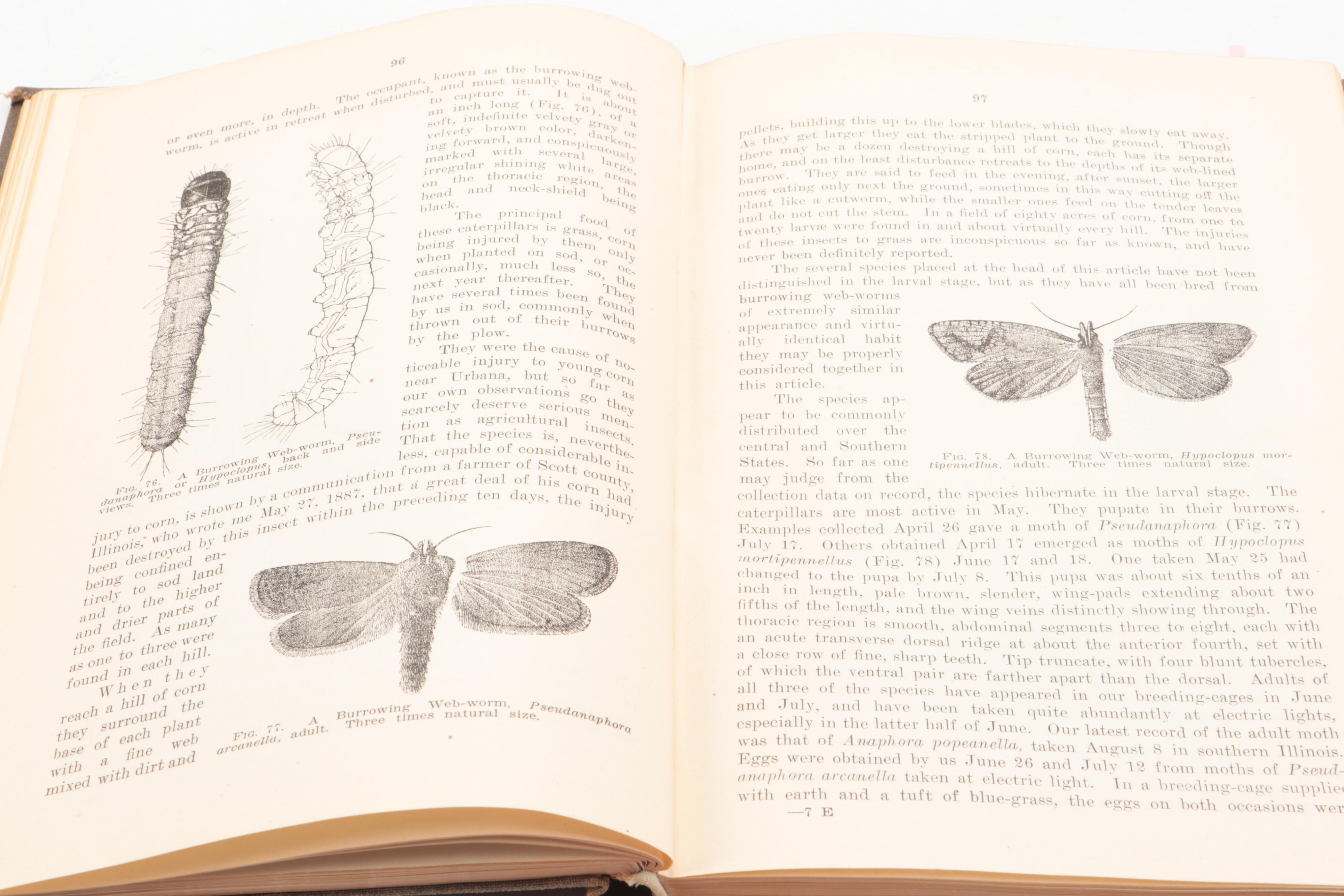 "Report on the Noxious and Beneficial Insects of Illinois" by S. A. Forbes, 1920