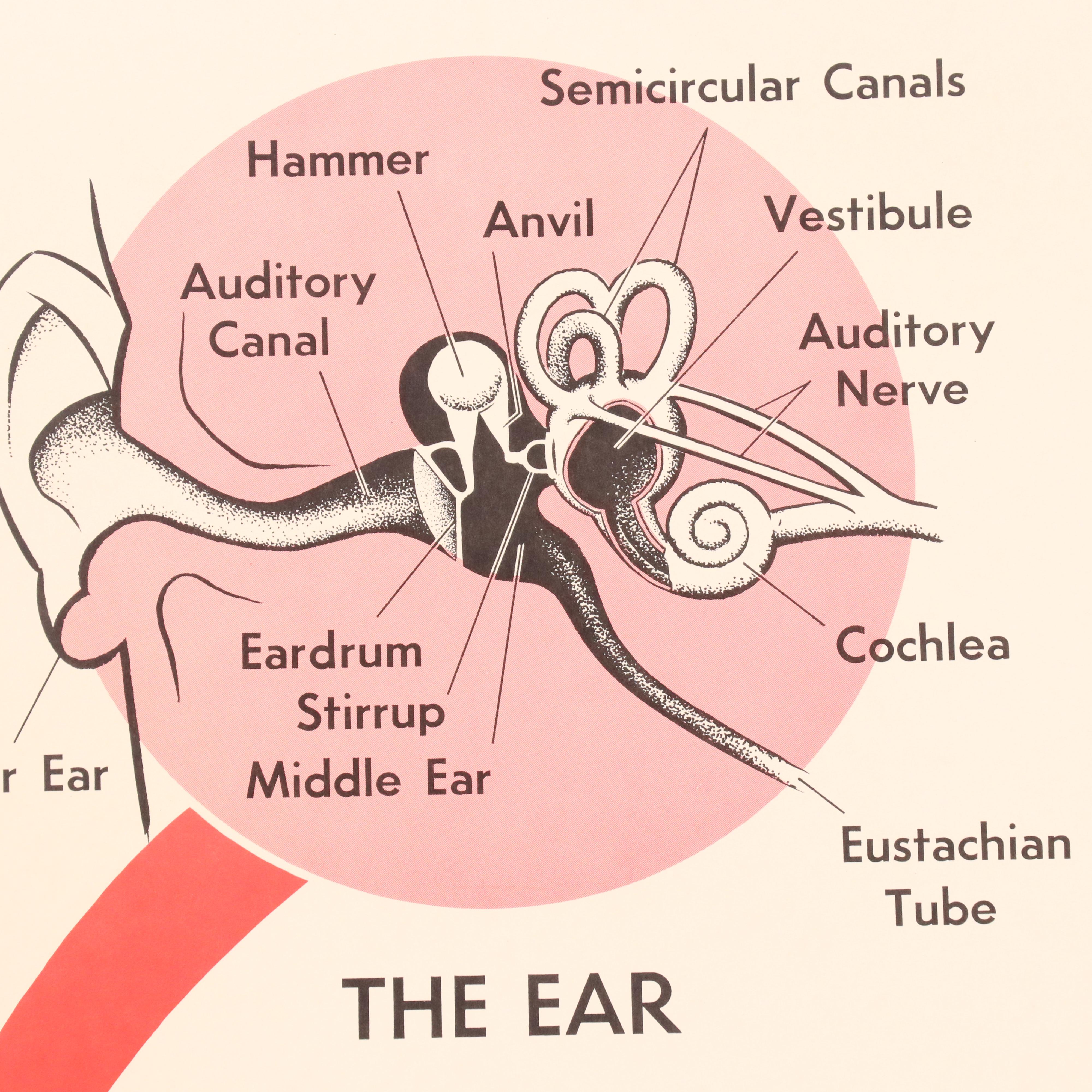 Medical Illustration Posters After James Palmer  "The Human Body," 1958