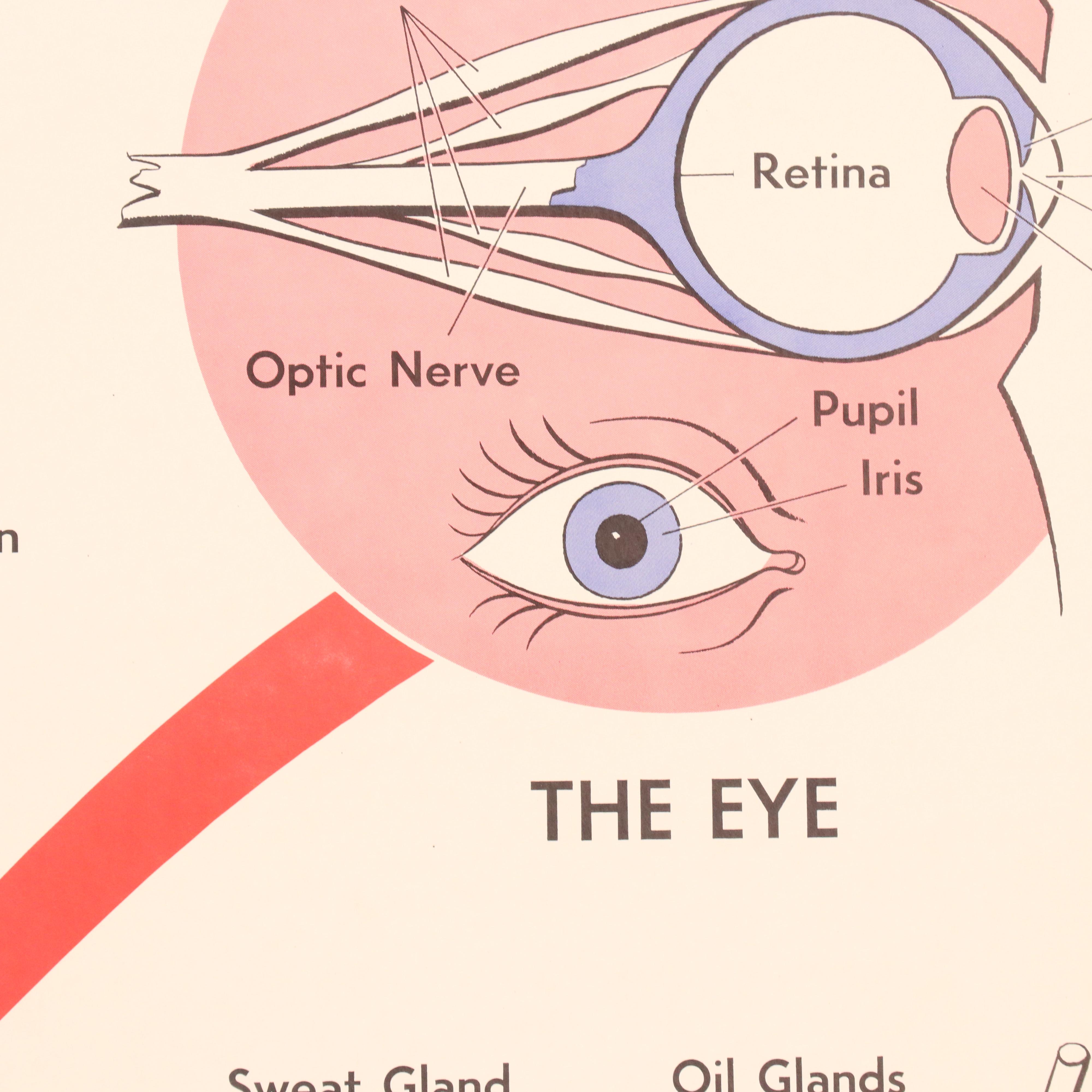 Medical Illustration Posters After James Palmer  "The Human Body," 1958