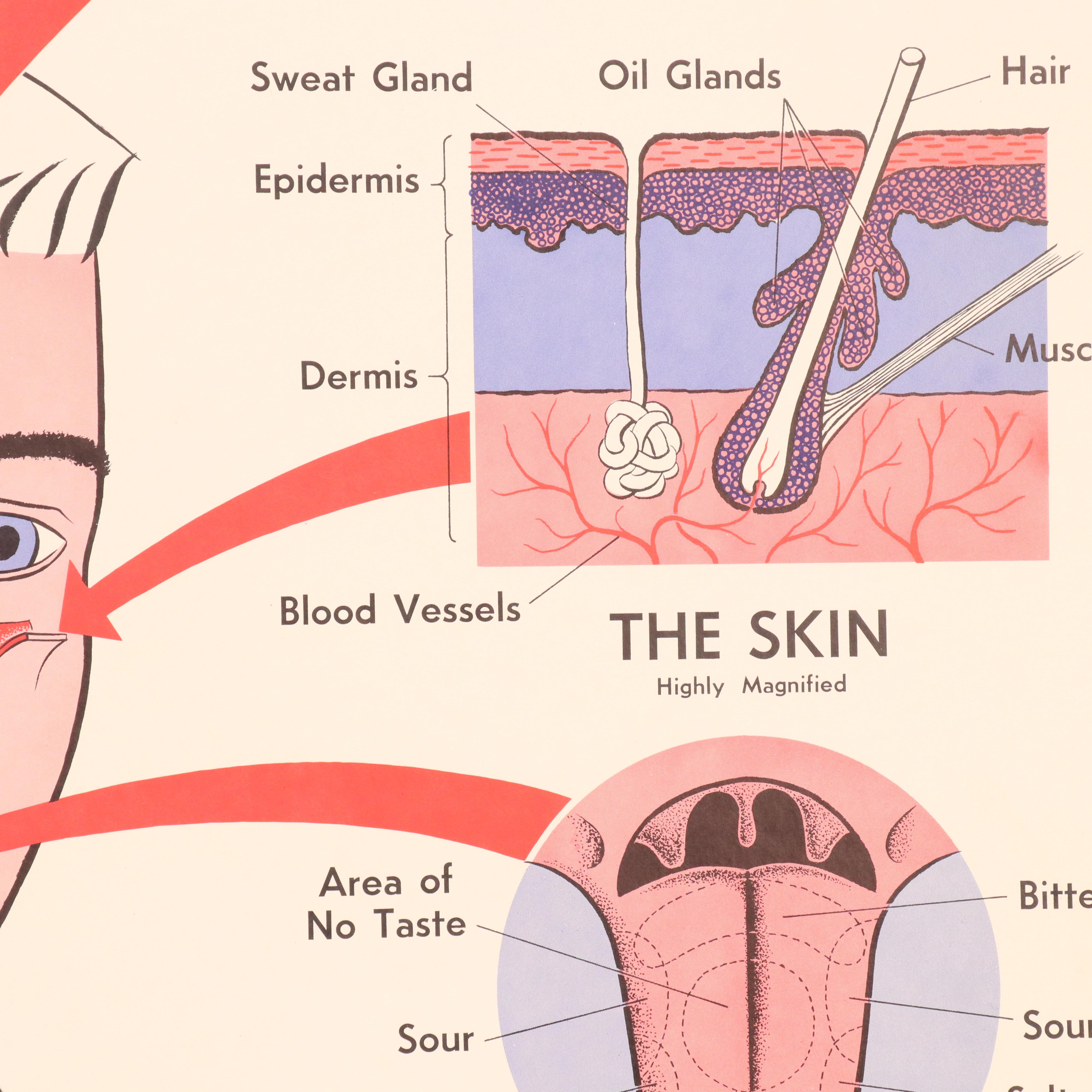 Medical Illustration Posters After James Palmer  "The Human Body," 1958