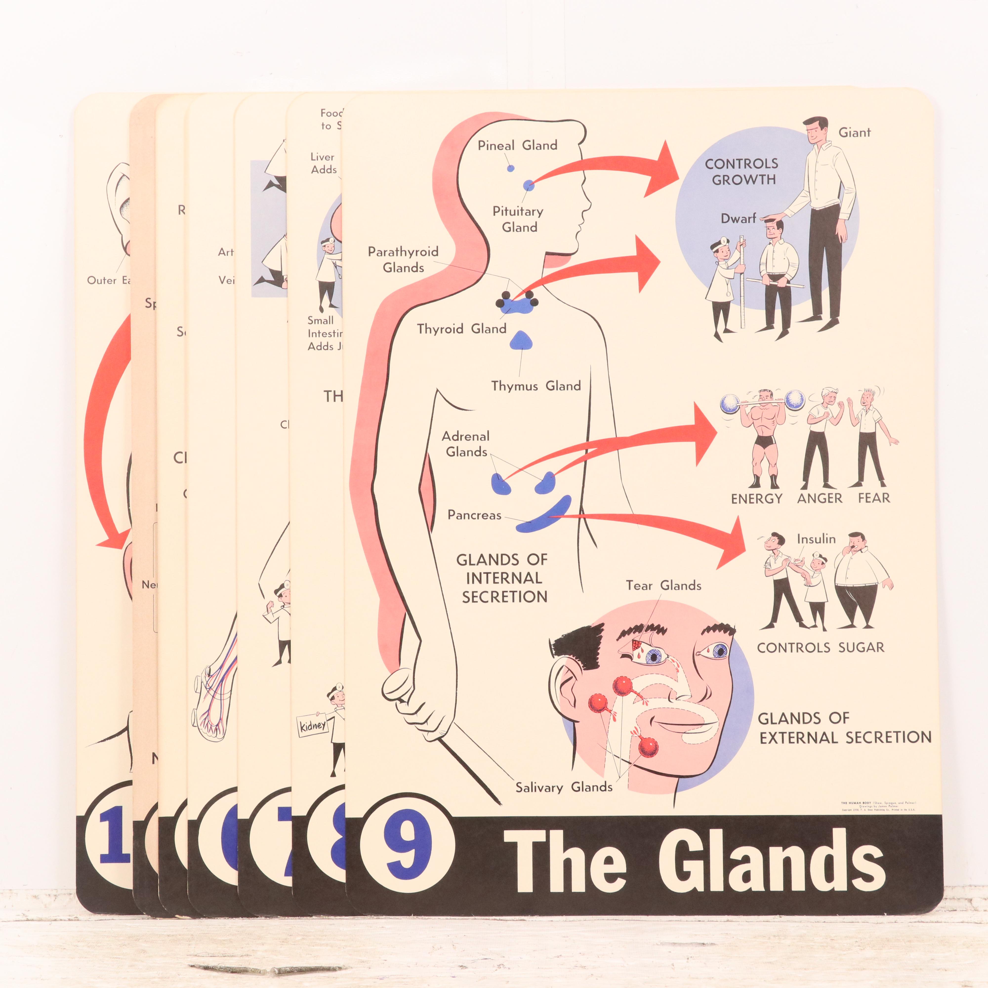 Medical Illustration Posters After James Palmer  "The Human Body," 1958