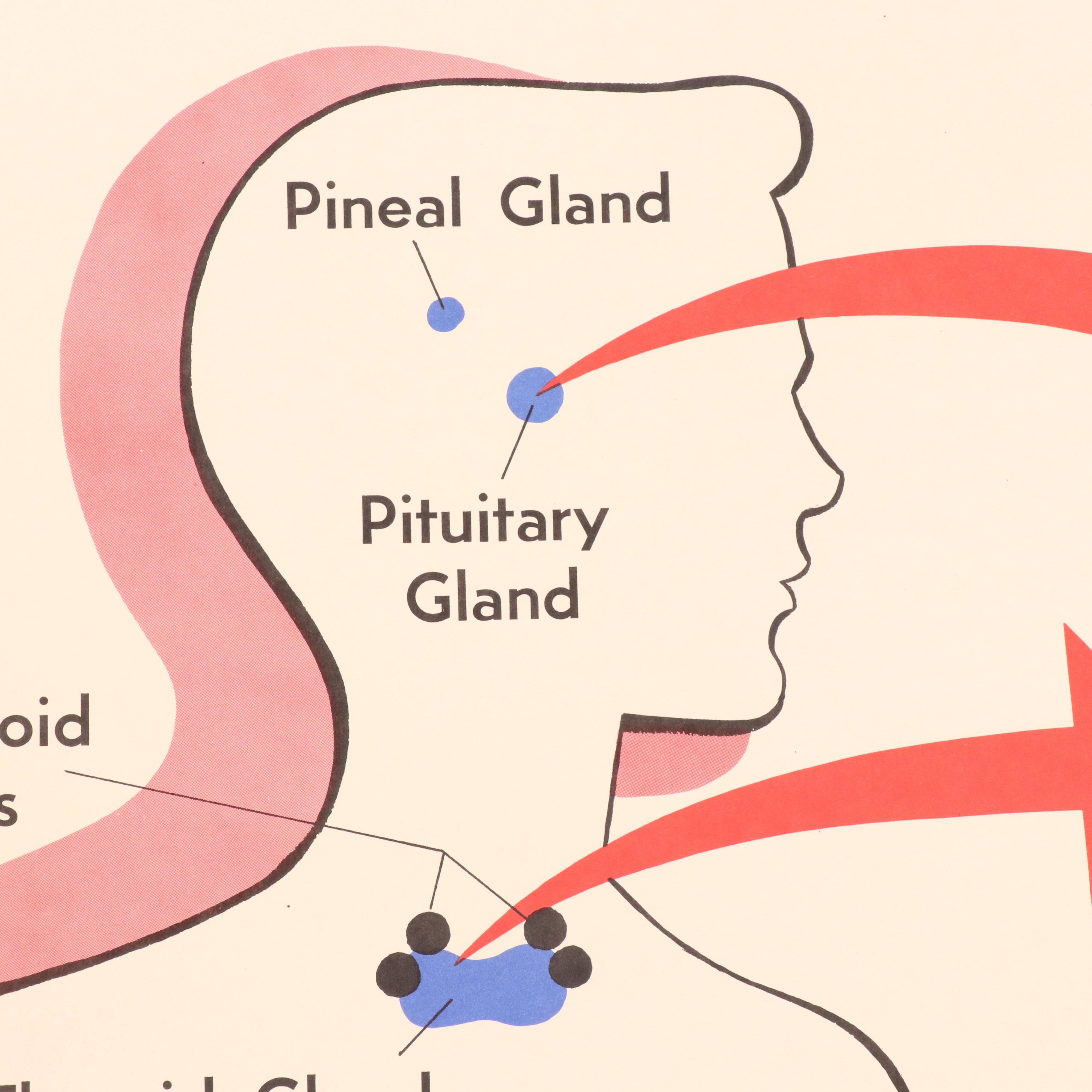 Medical Illustration Posters After James Palmer  "The Human Body," 1958
