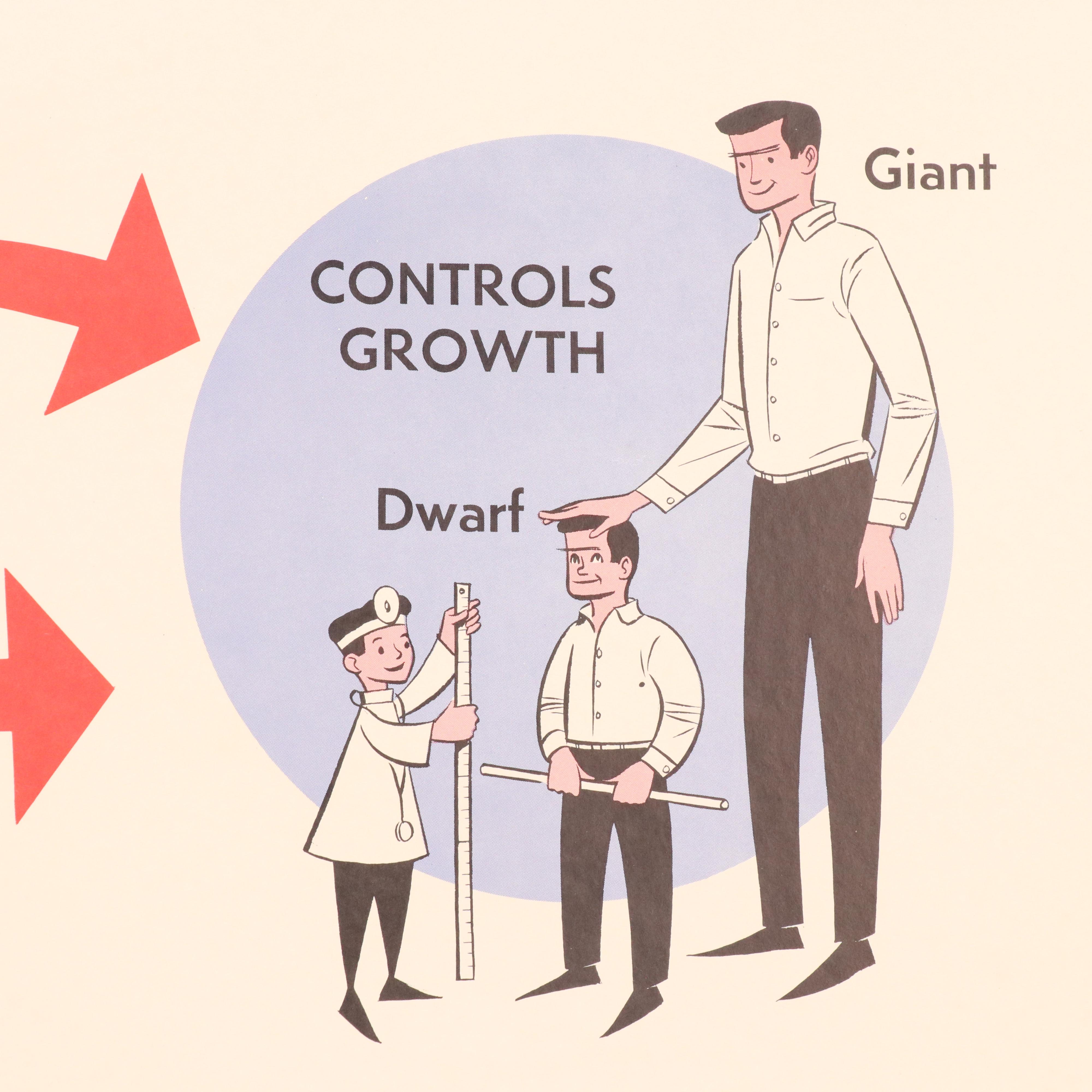 Medical Illustration Posters After James Palmer  "The Human Body," 1958