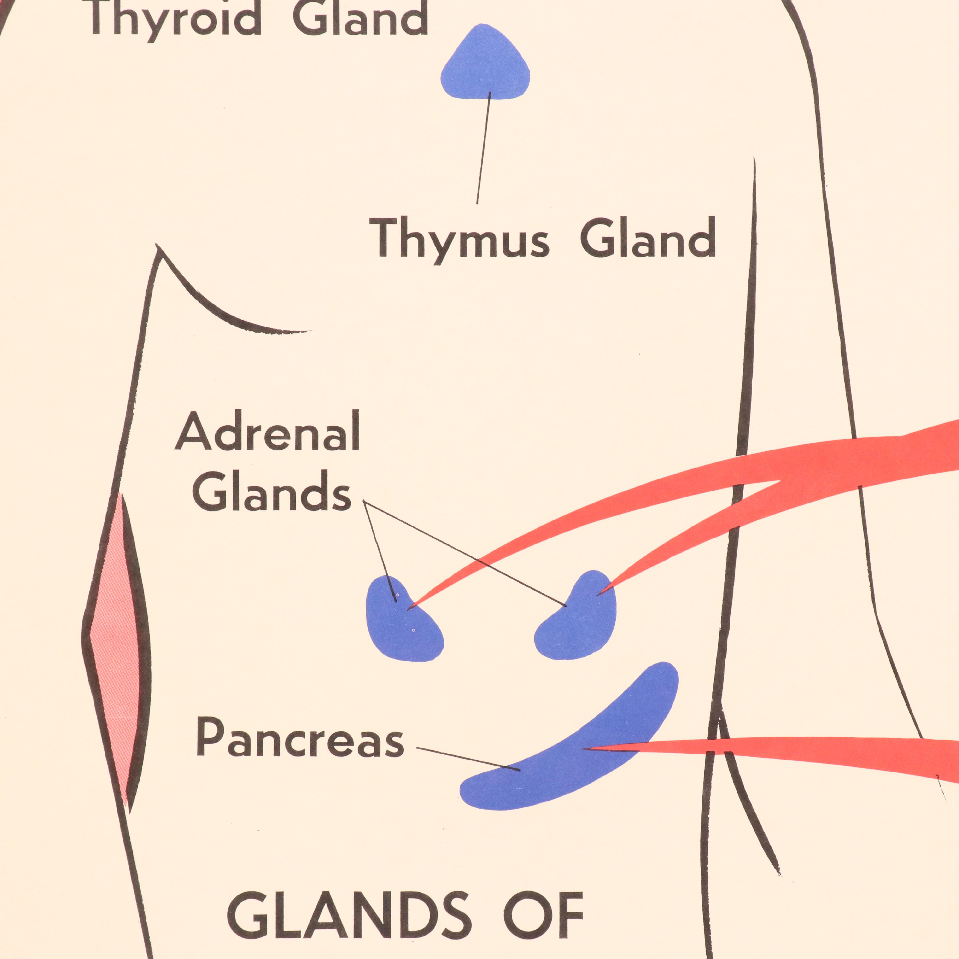 Medical Illustration Posters After James Palmer  "The Human Body," 1958
