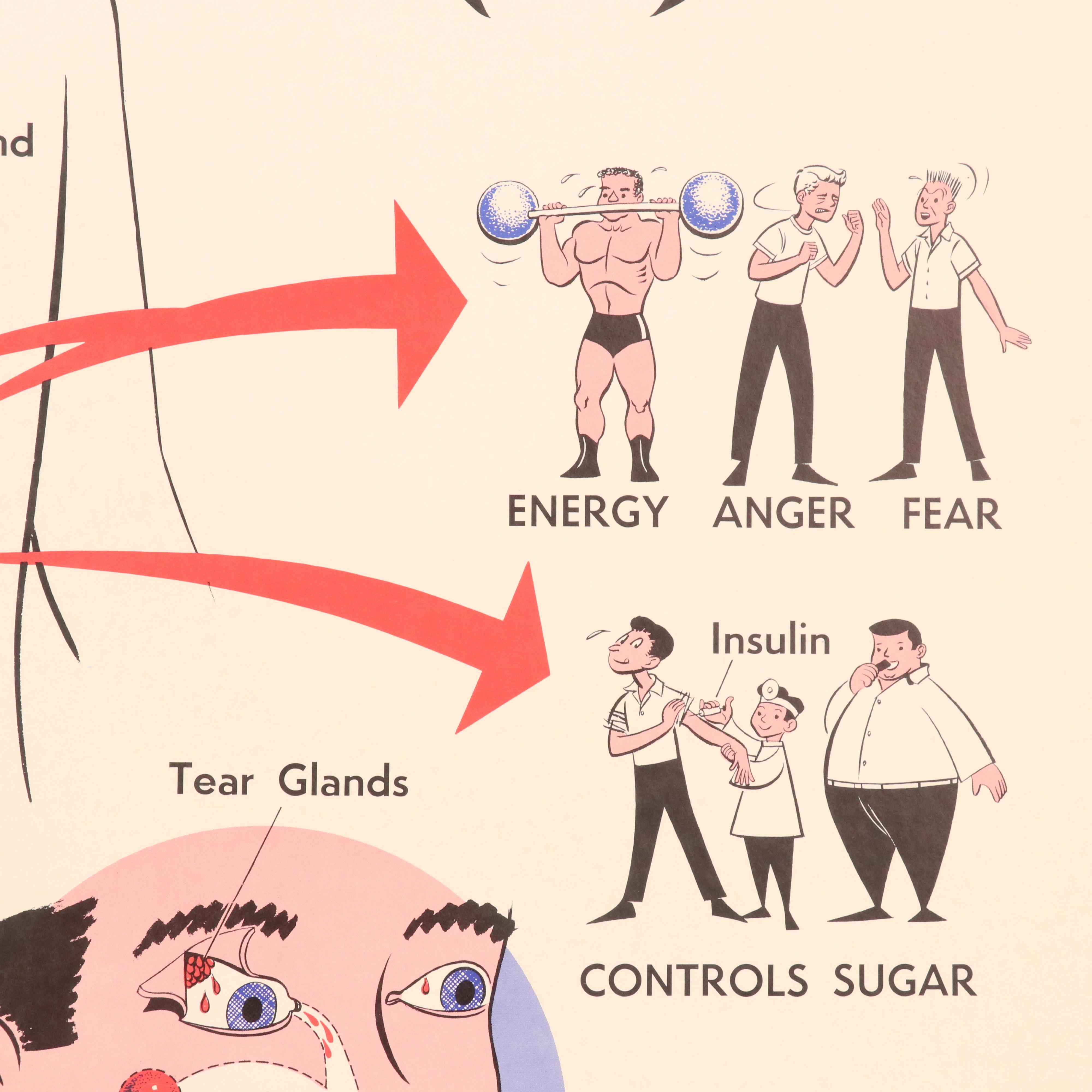 Medical Illustration Posters After James Palmer  "The Human Body," 1958