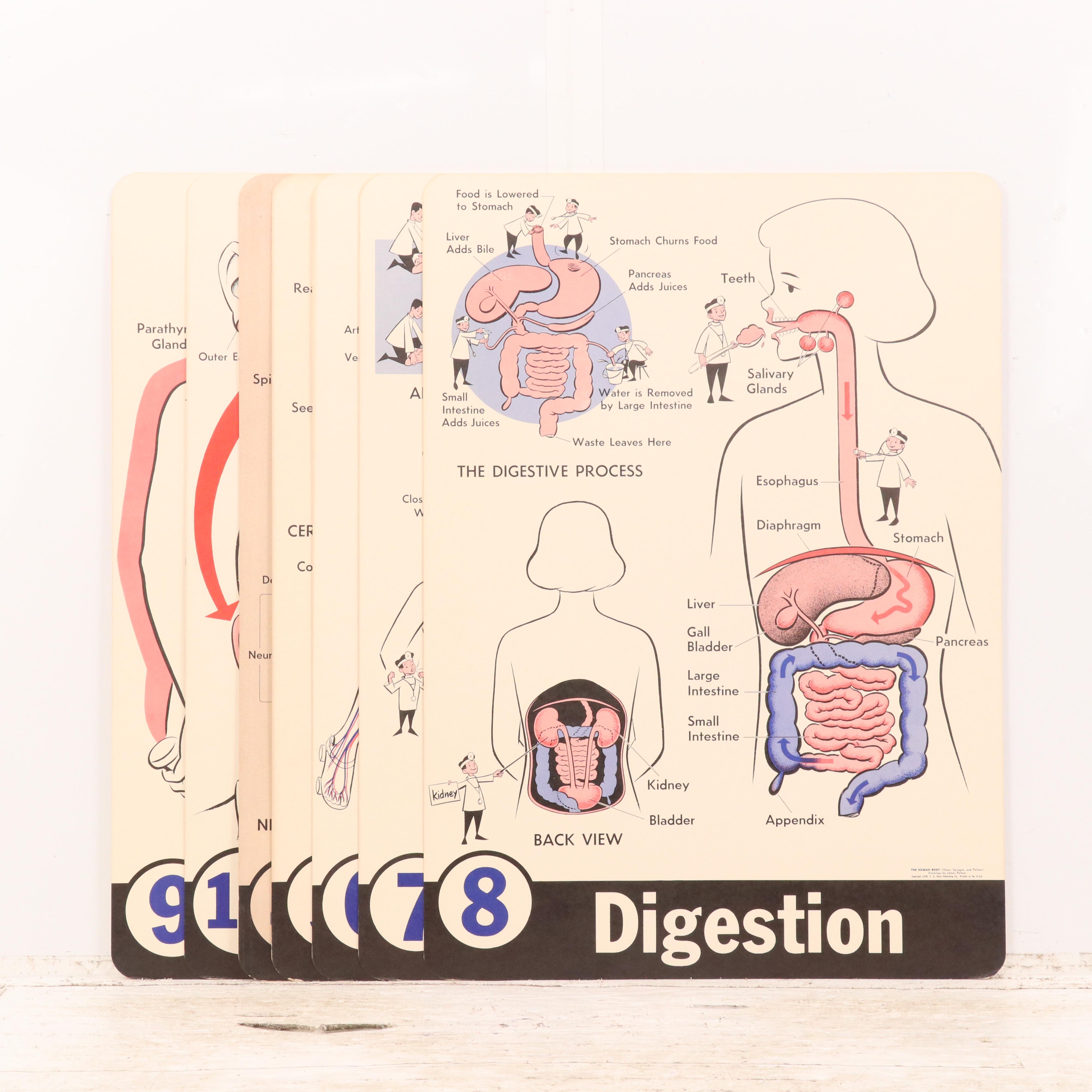 Medical Illustration Posters After James Palmer  "The Human Body," 1958