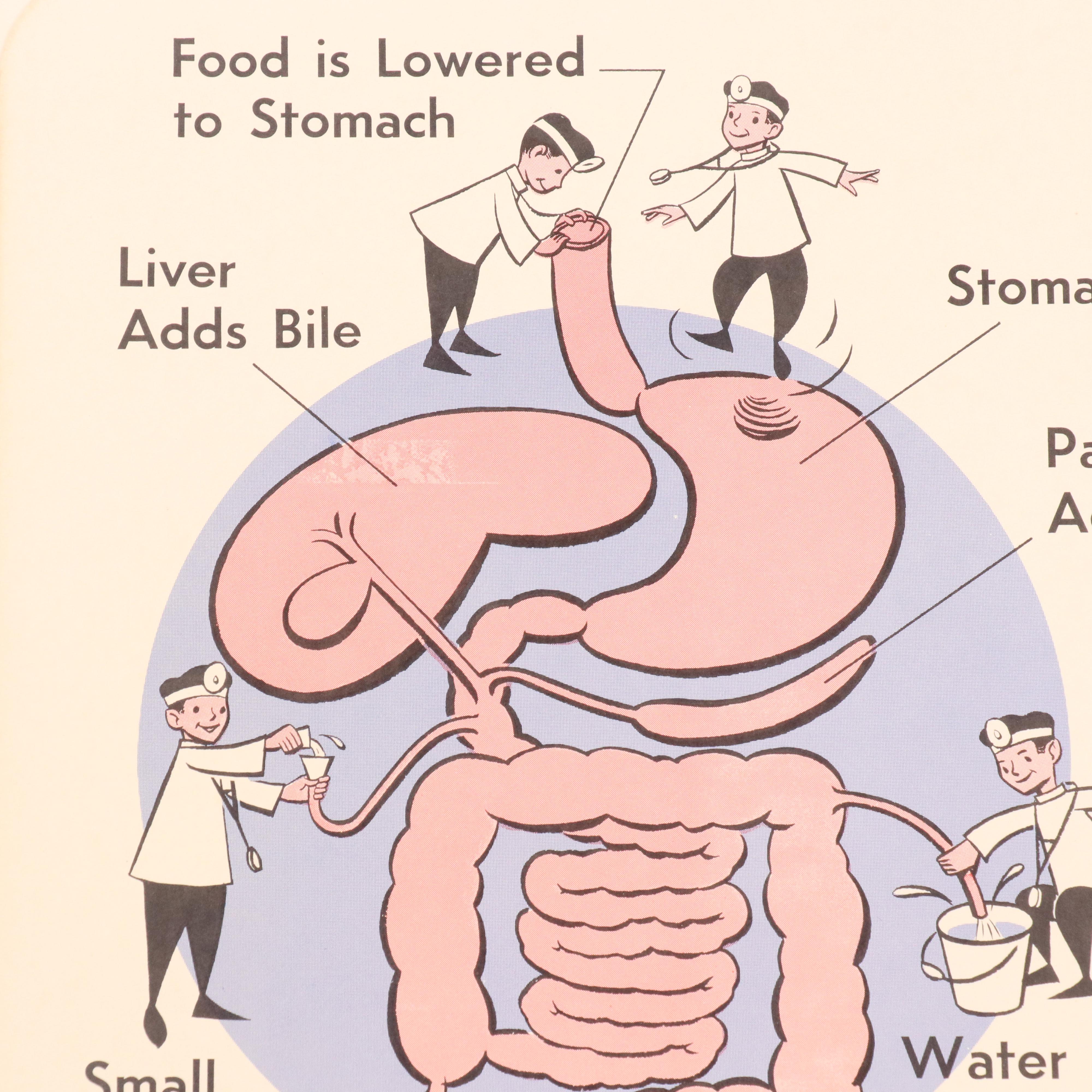 Medical Illustration Posters After James Palmer  "The Human Body," 1958