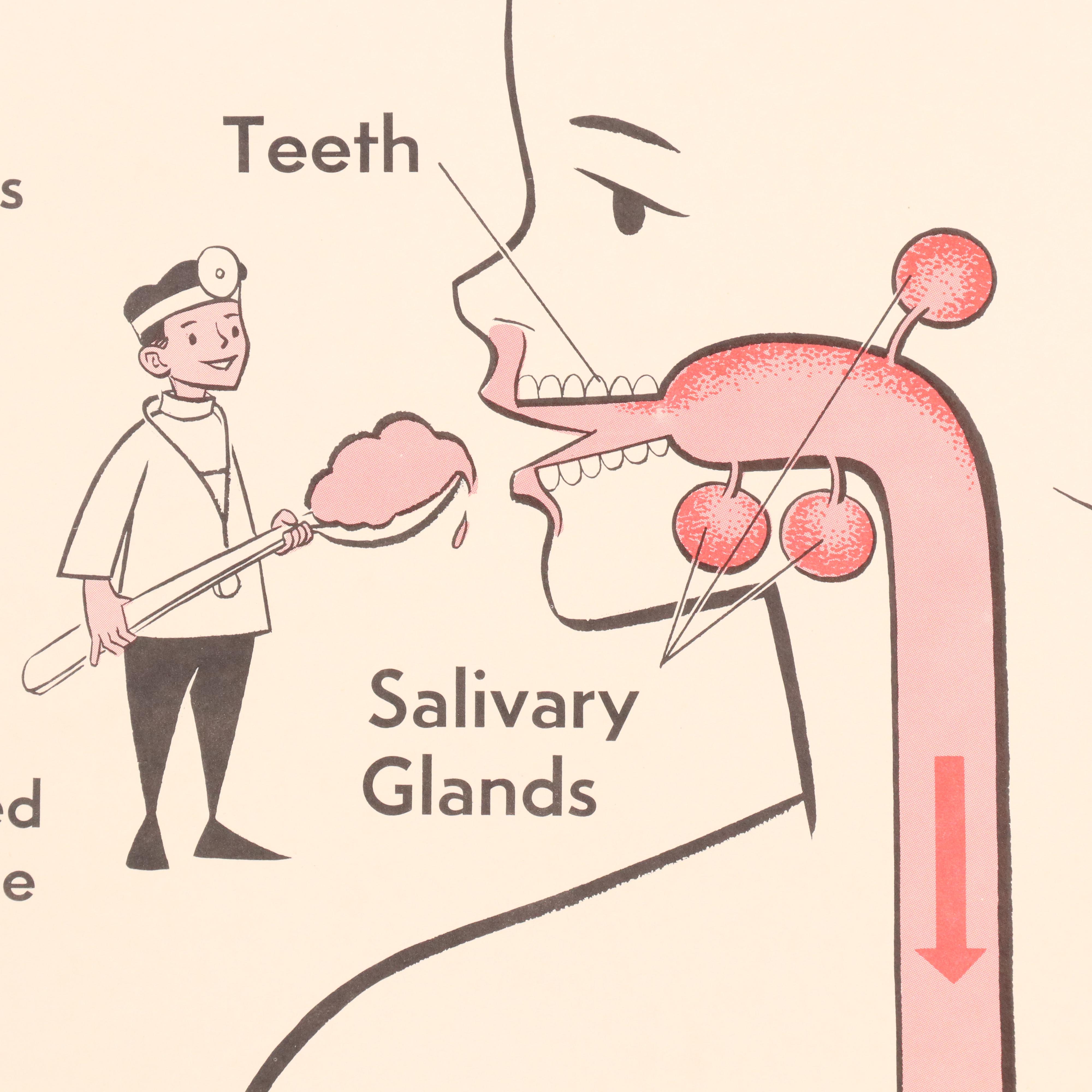 Medical Illustration Posters After James Palmer  "The Human Body," 1958