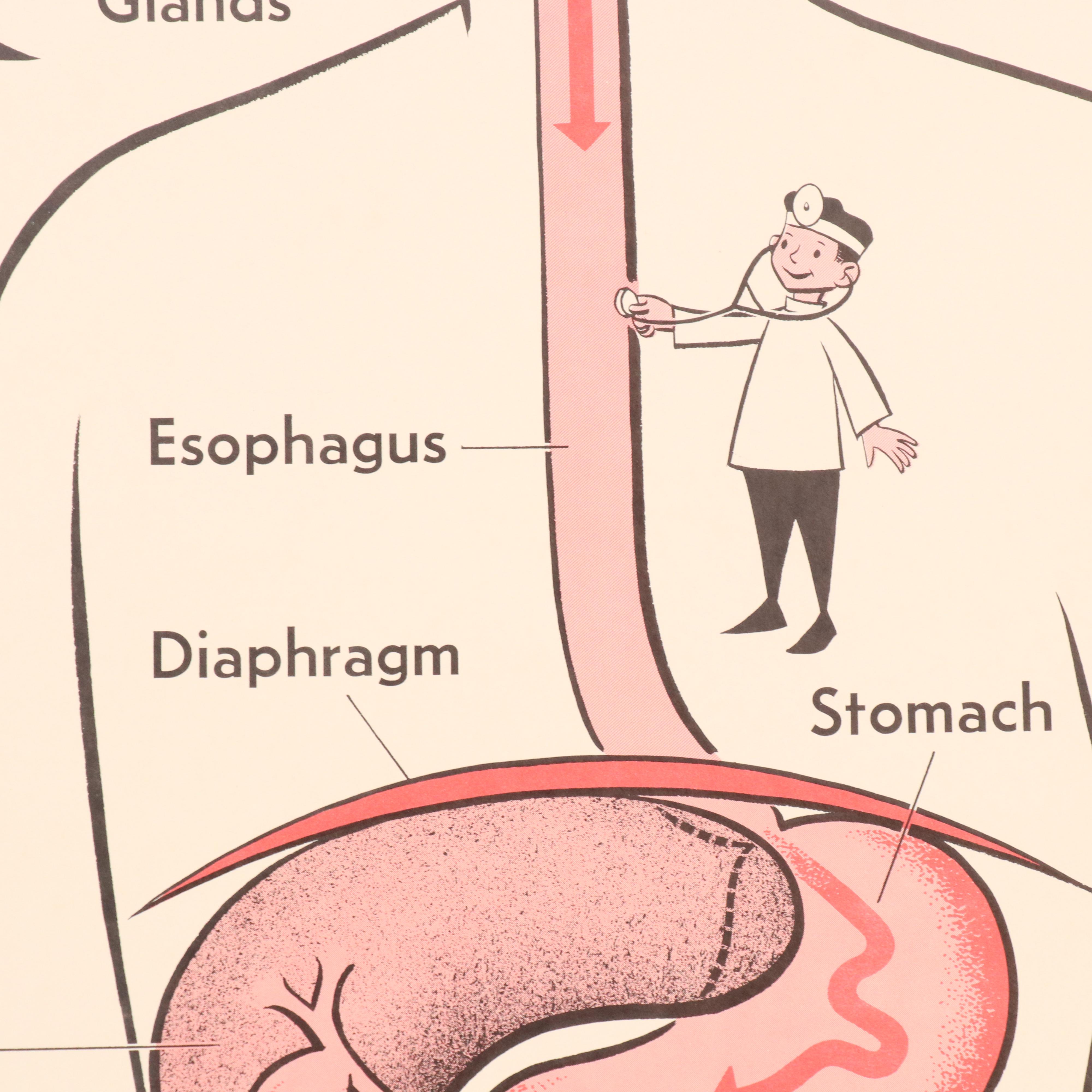 Medical Illustration Posters After James Palmer  "The Human Body," 1958
