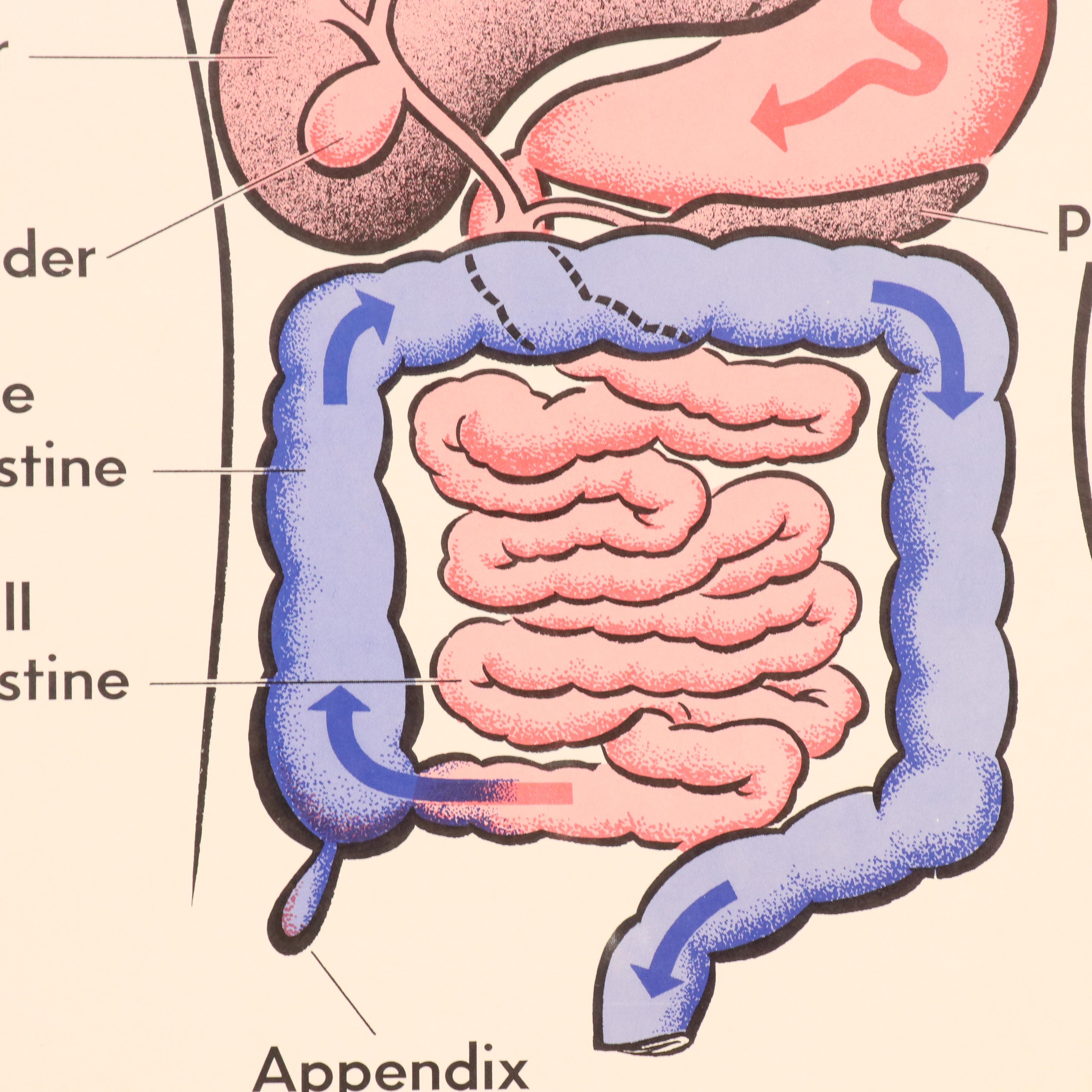 Medical Illustration Posters After James Palmer  "The Human Body," 1958
