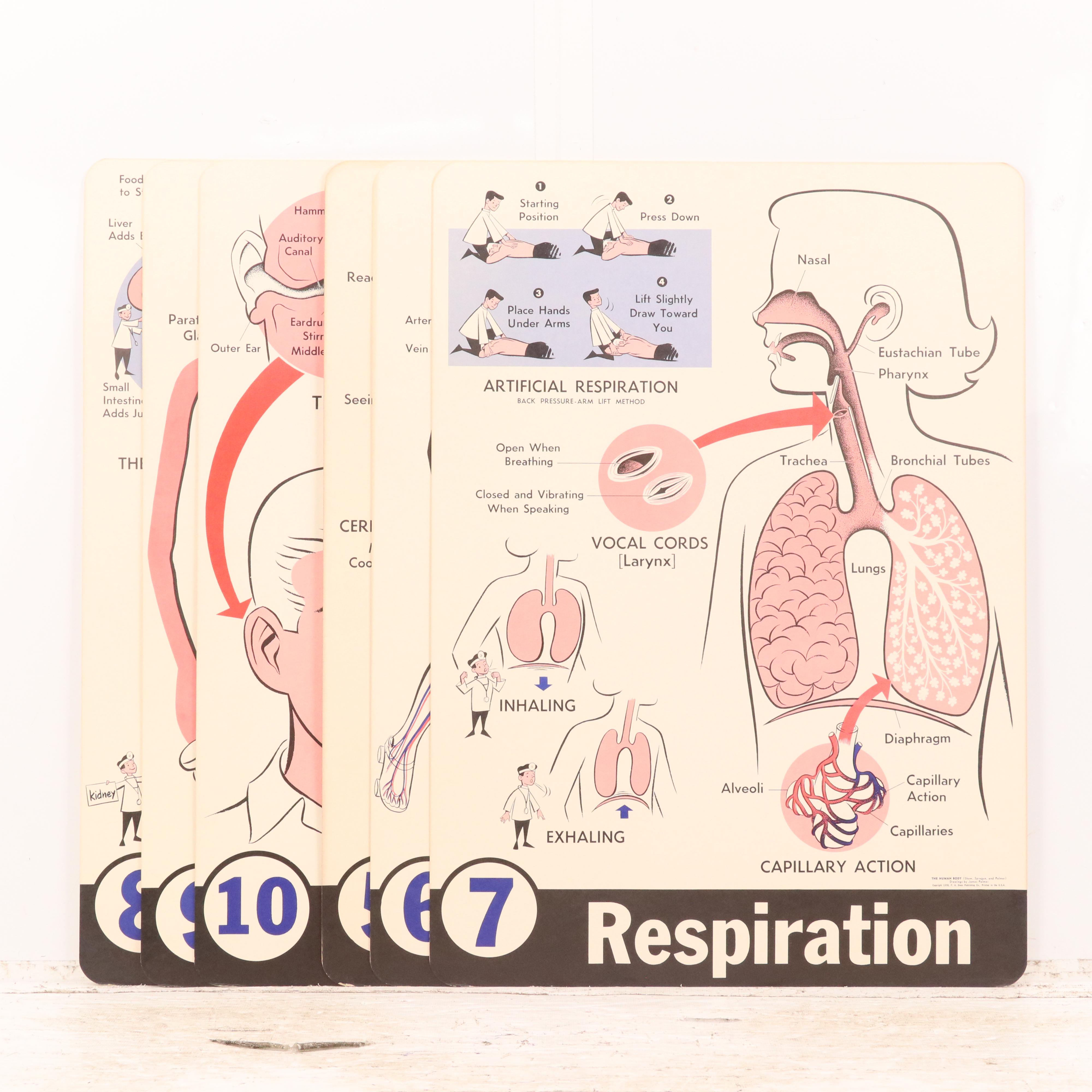 Medical Illustration Posters After James Palmer  "The Human Body," 1958