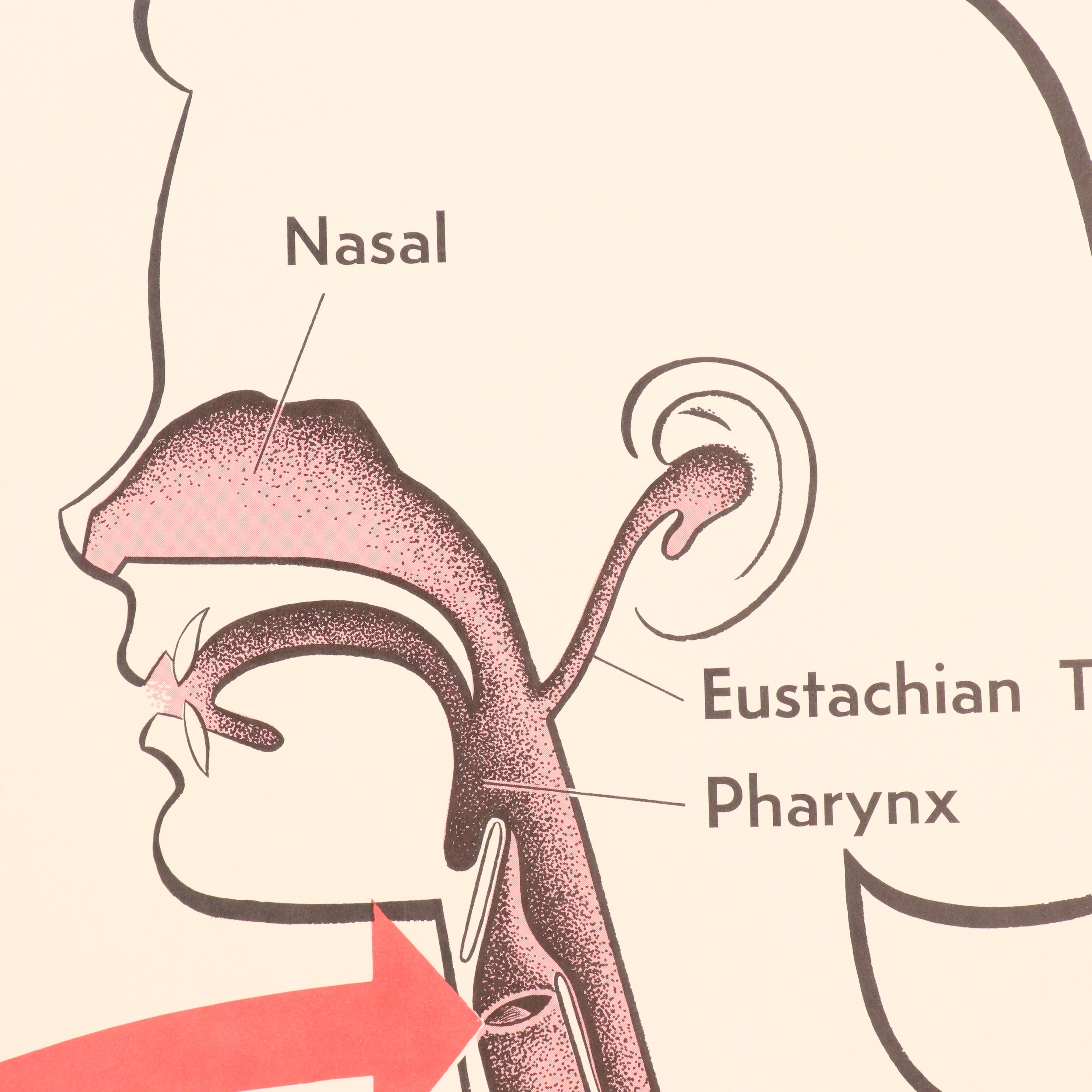 Medical Illustration Posters After James Palmer  "The Human Body," 1958