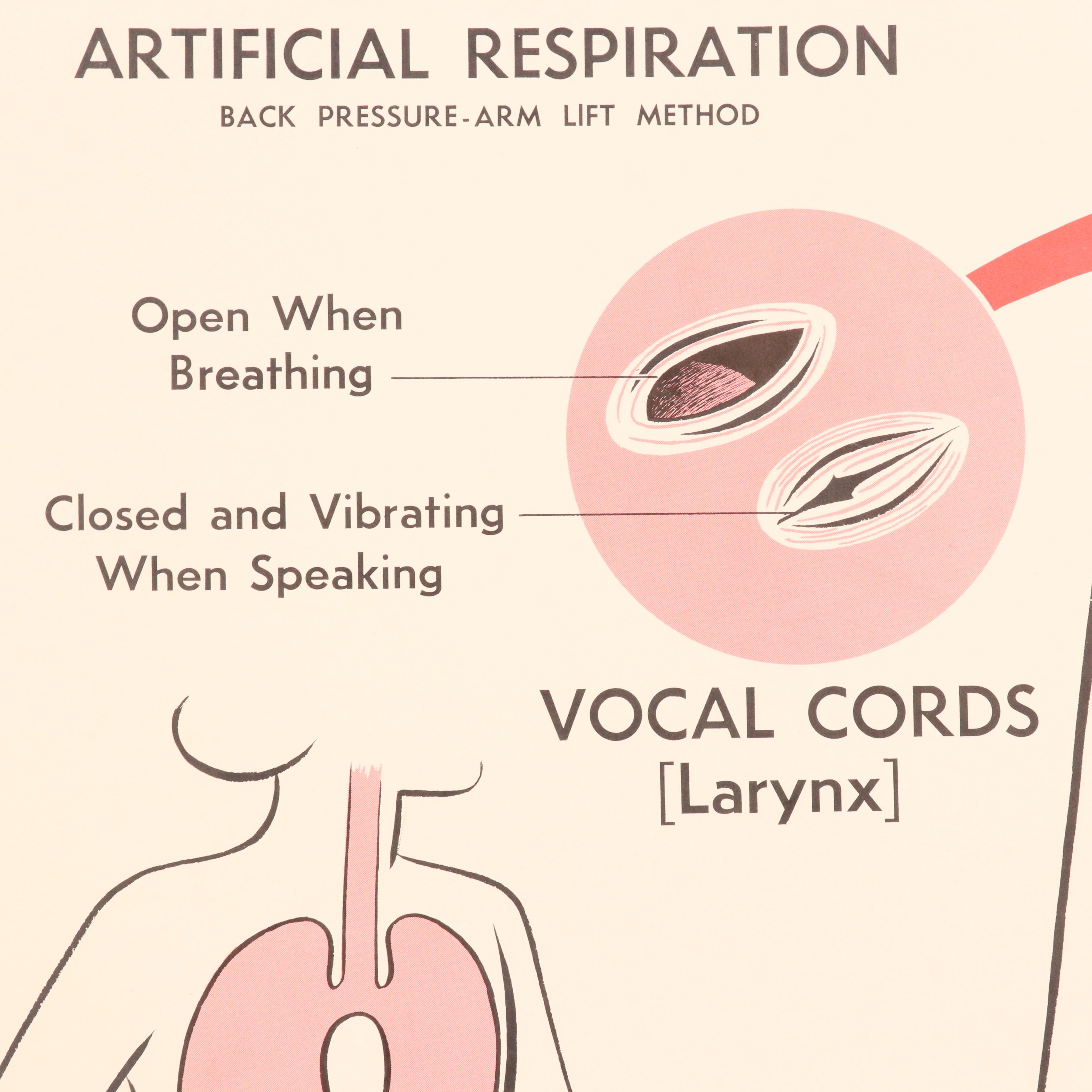 Medical Illustration Posters After James Palmer  "The Human Body," 1958