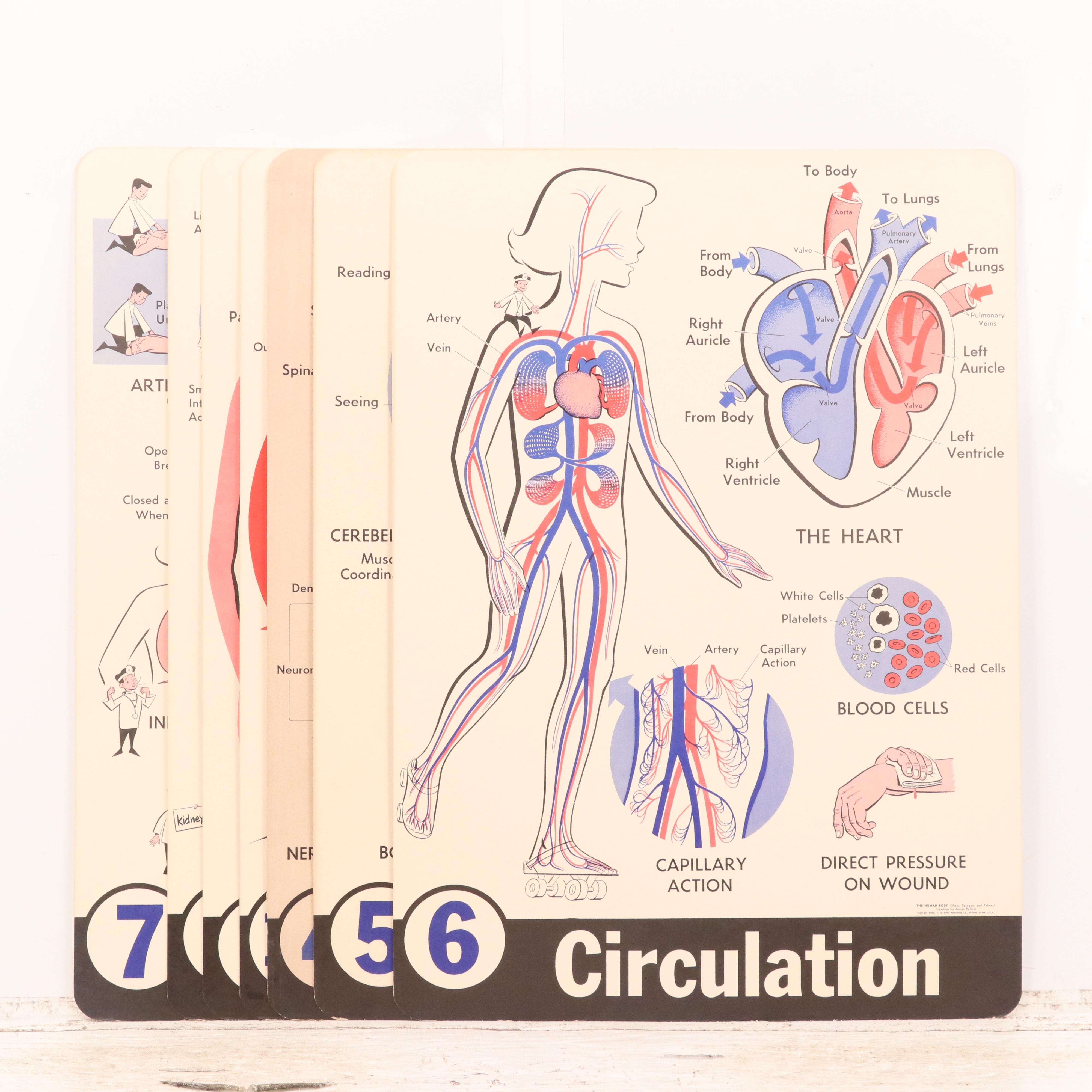 Medical Illustration Posters After James Palmer  "The Human Body," 1958
