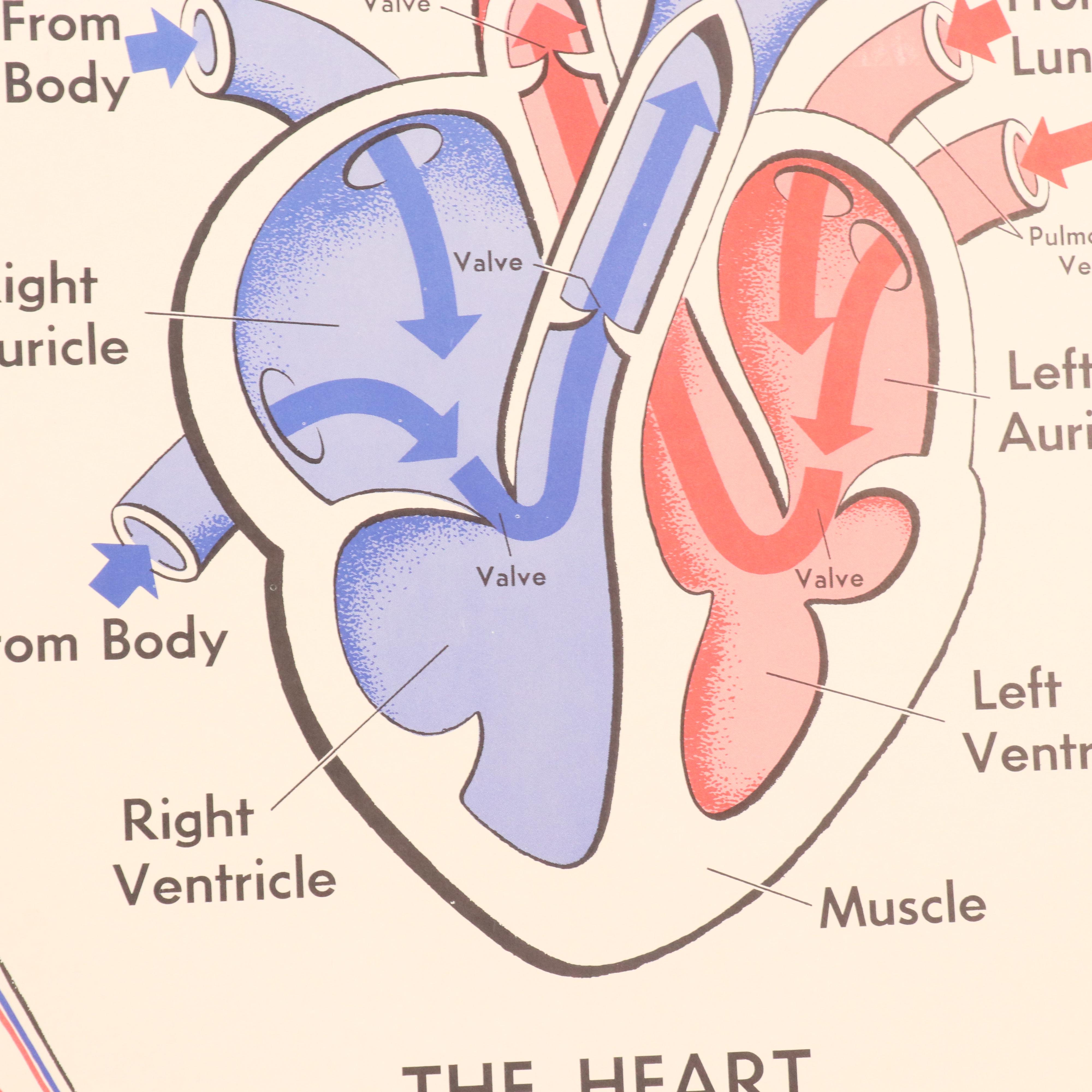 Medical Illustration Posters After James Palmer  "The Human Body," 1958