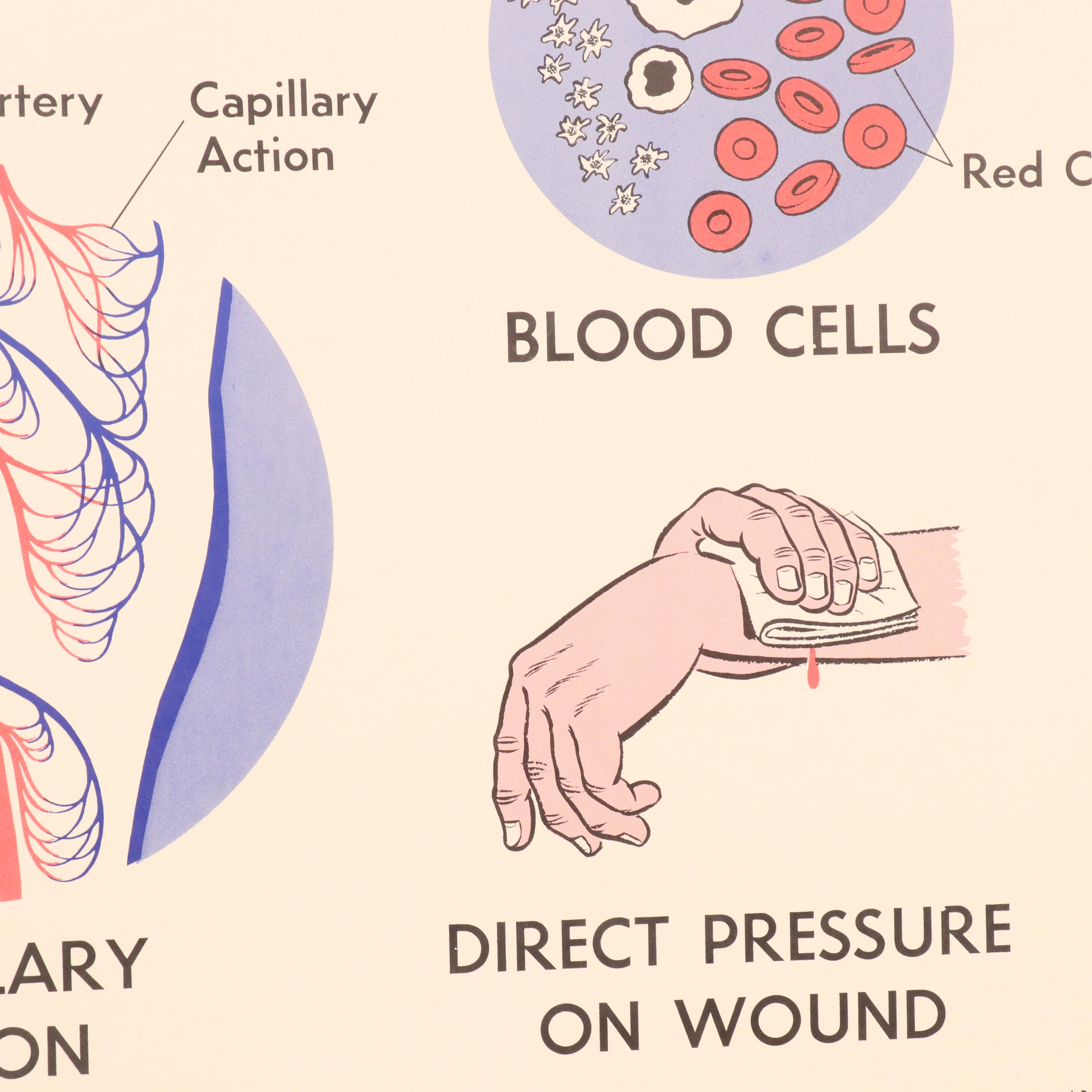 Medical Illustration Posters After James Palmer  "The Human Body," 1958