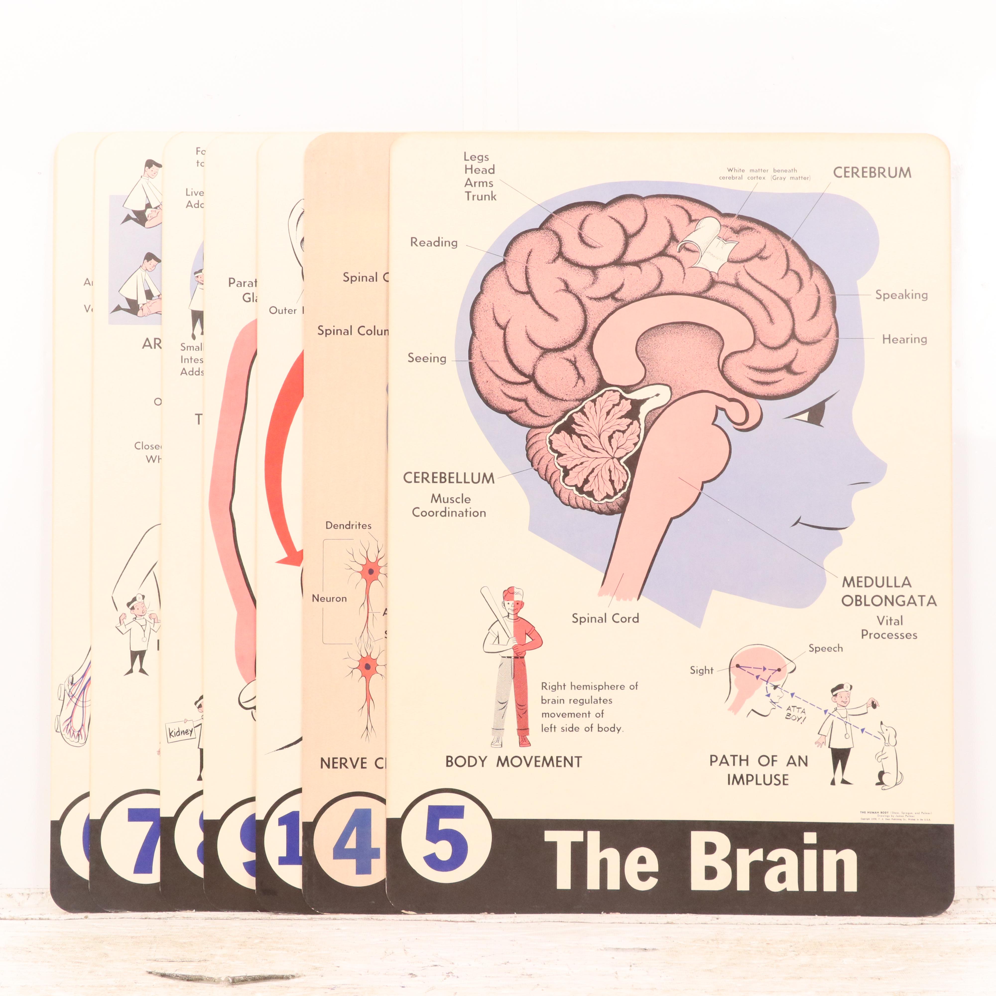 Medical Illustration Posters After James Palmer  "The Human Body," 1958
