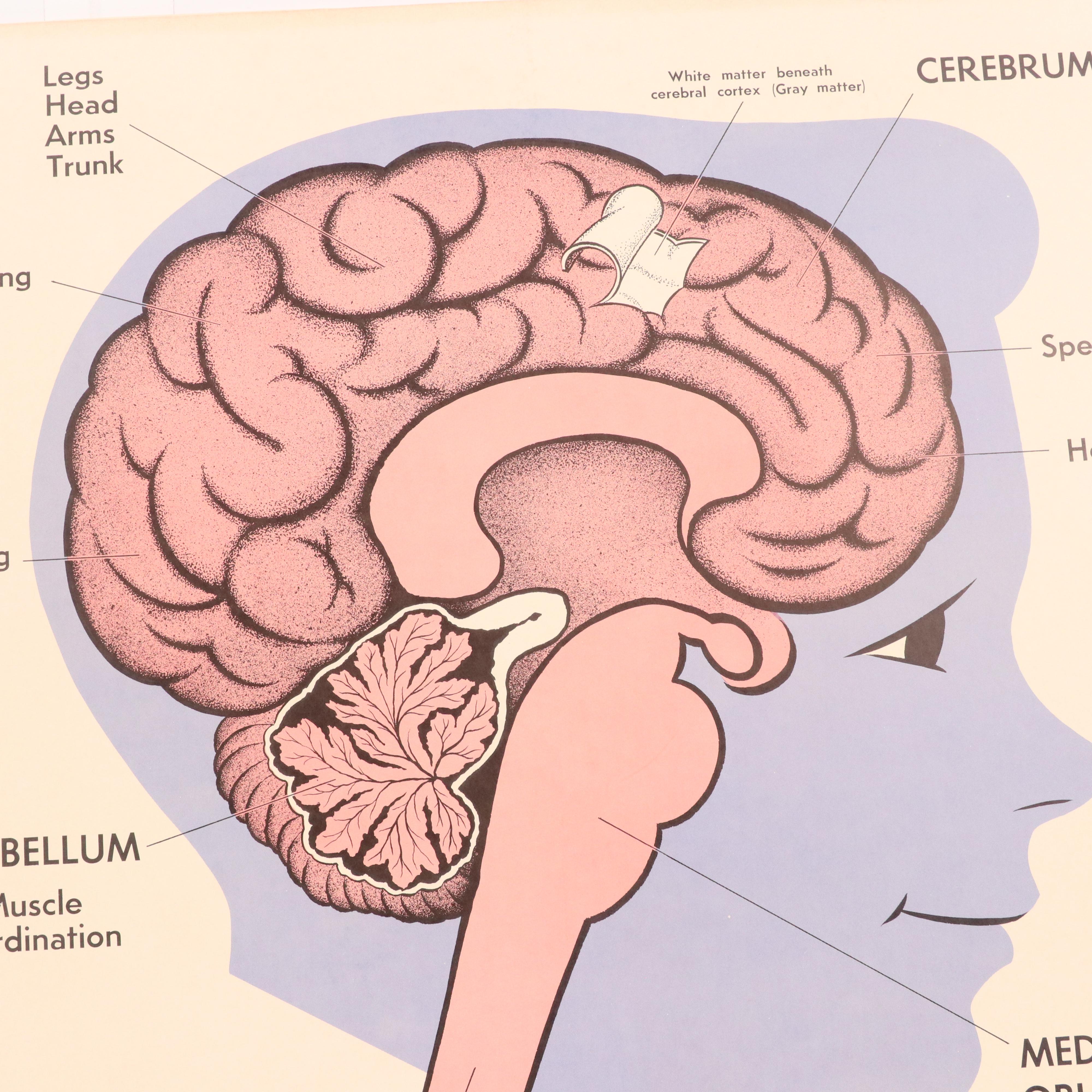 Medical Illustration Posters After James Palmer  "The Human Body," 1958