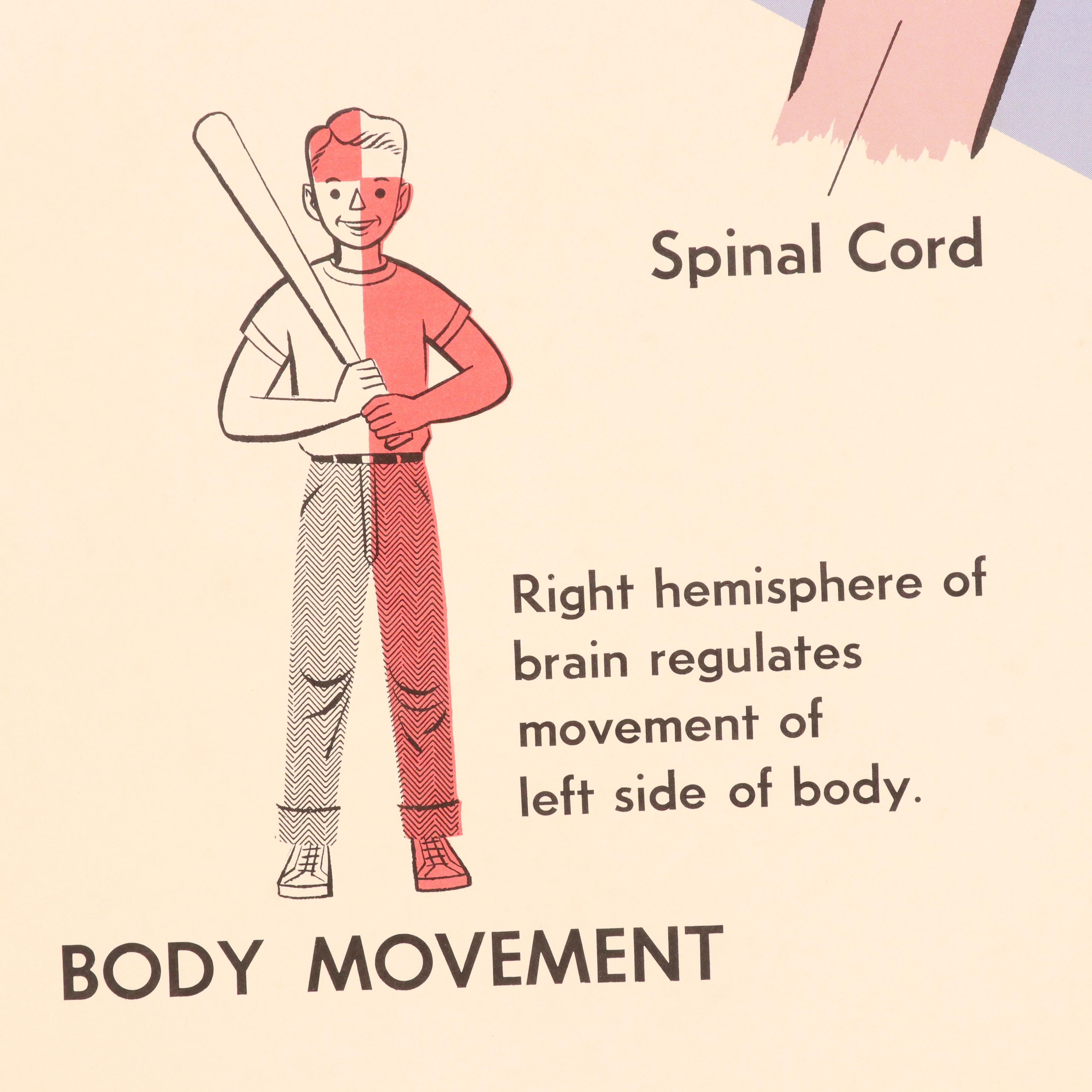 Medical Illustration Posters After James Palmer  "The Human Body," 1958