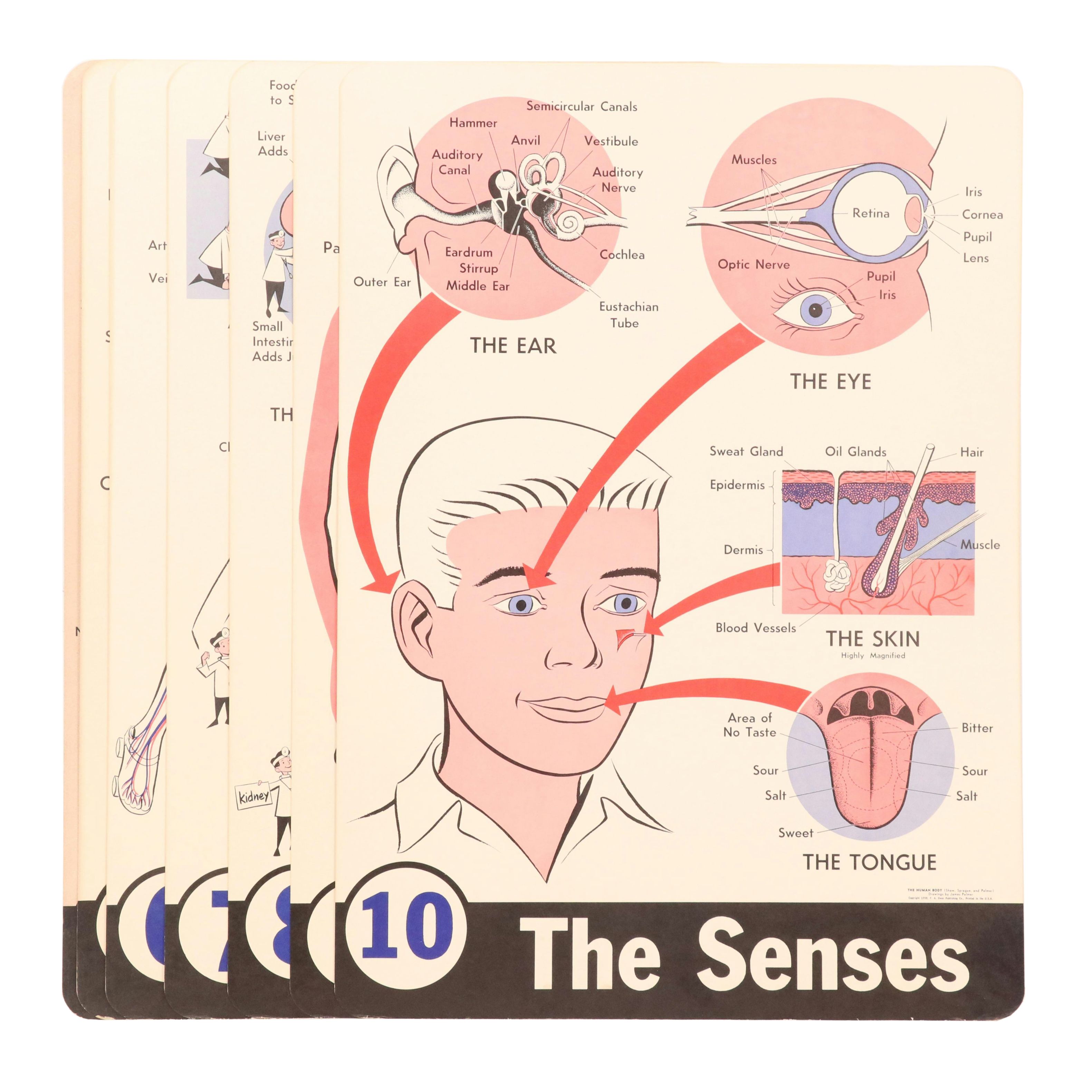 Medical Illustration Posters After James Palmer  "The Human Body," 1958