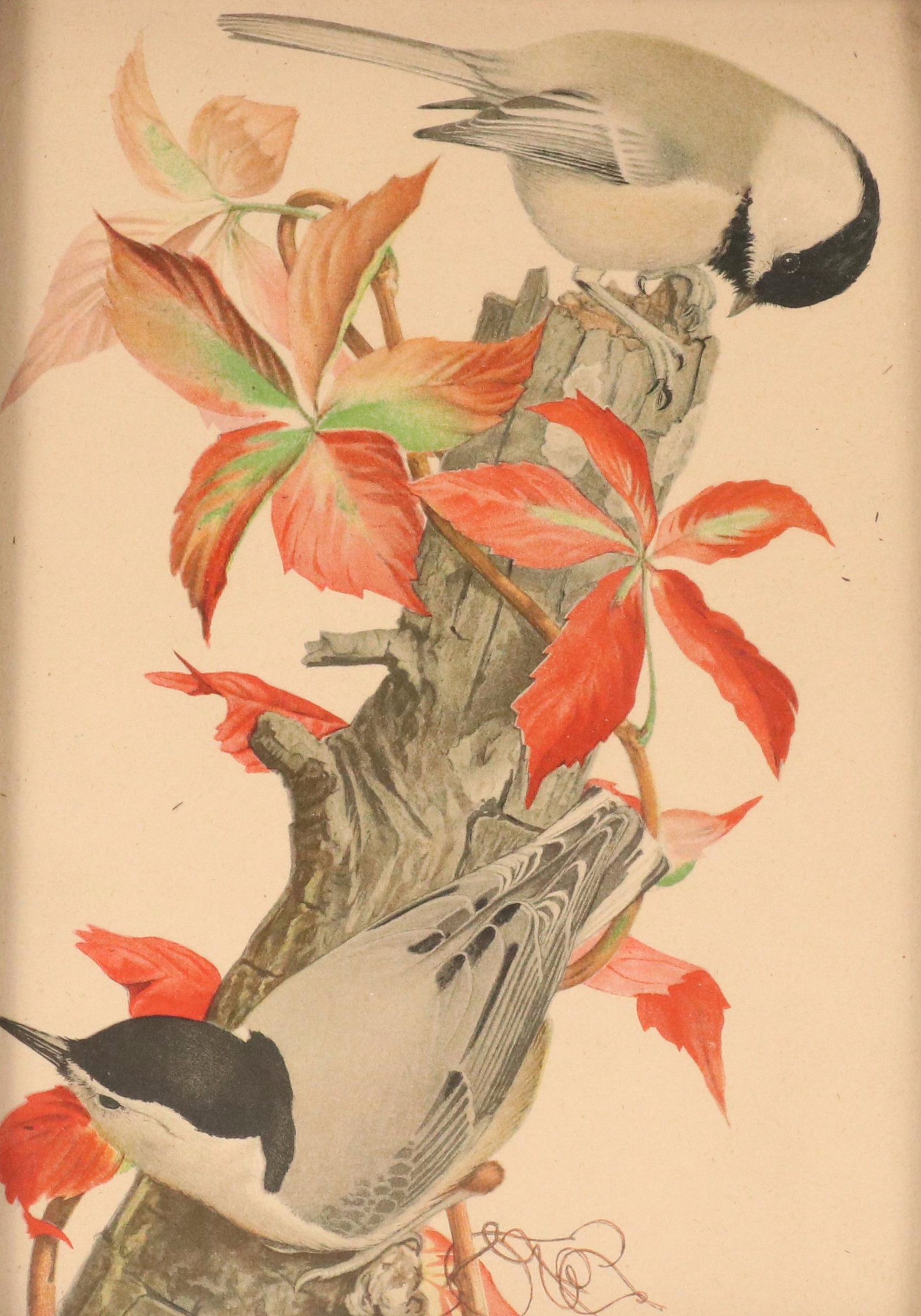 Hand-Colored Portrait Photograph of Young Boy and Various Prints