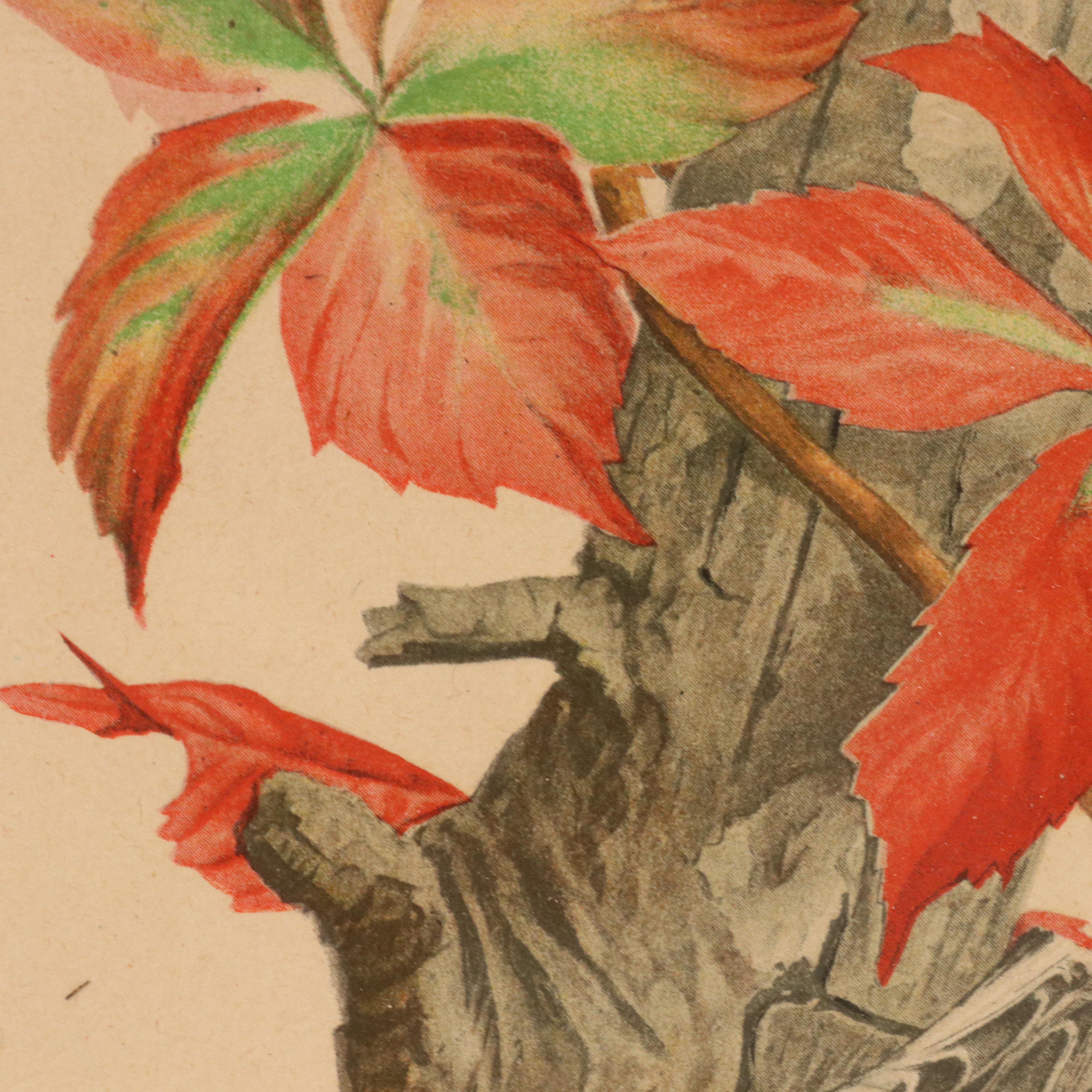 Hand-Colored Portrait Photograph of Young Boy and Various Prints