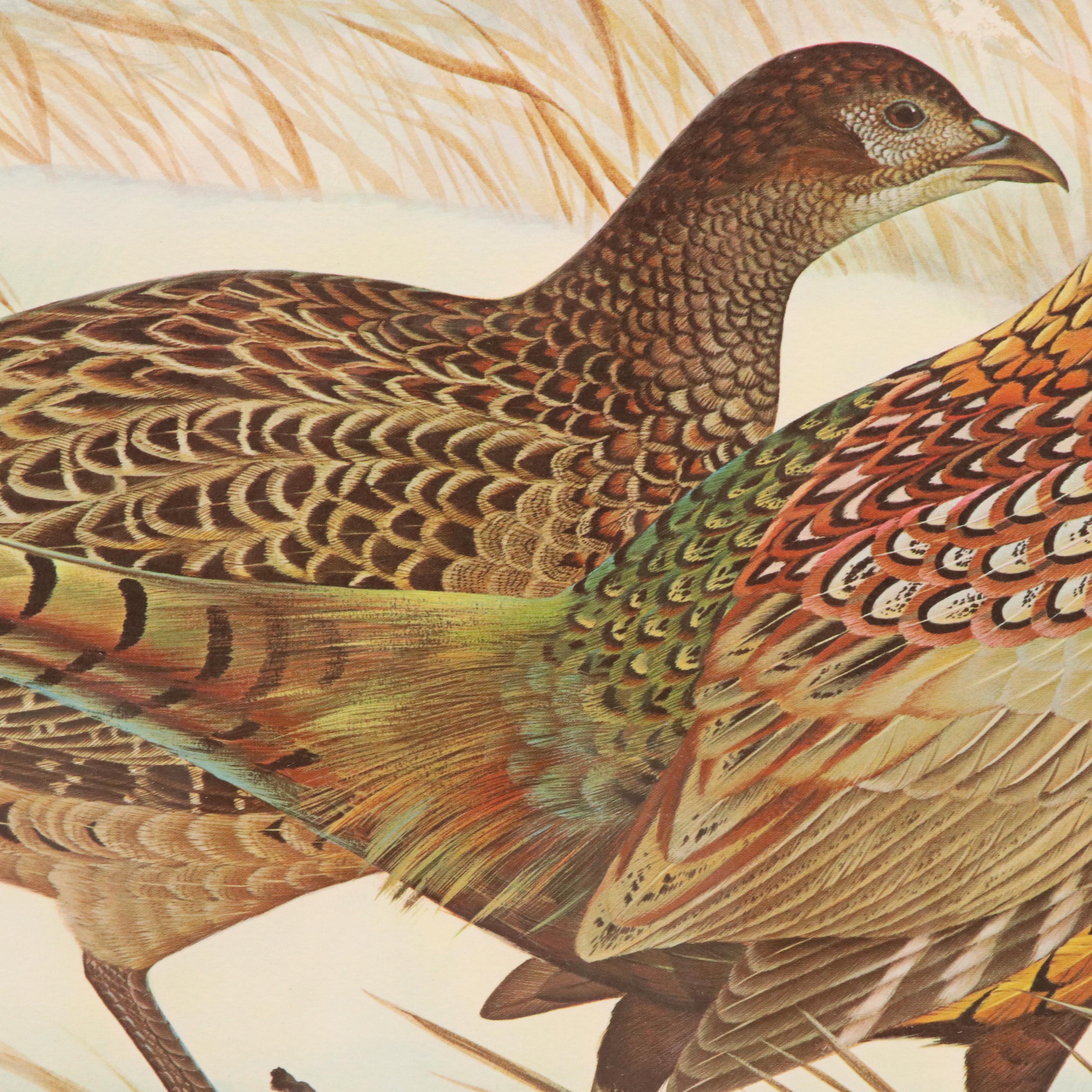 John A. Ruthven Offset Lithograph "Ring-necked Pheasant"