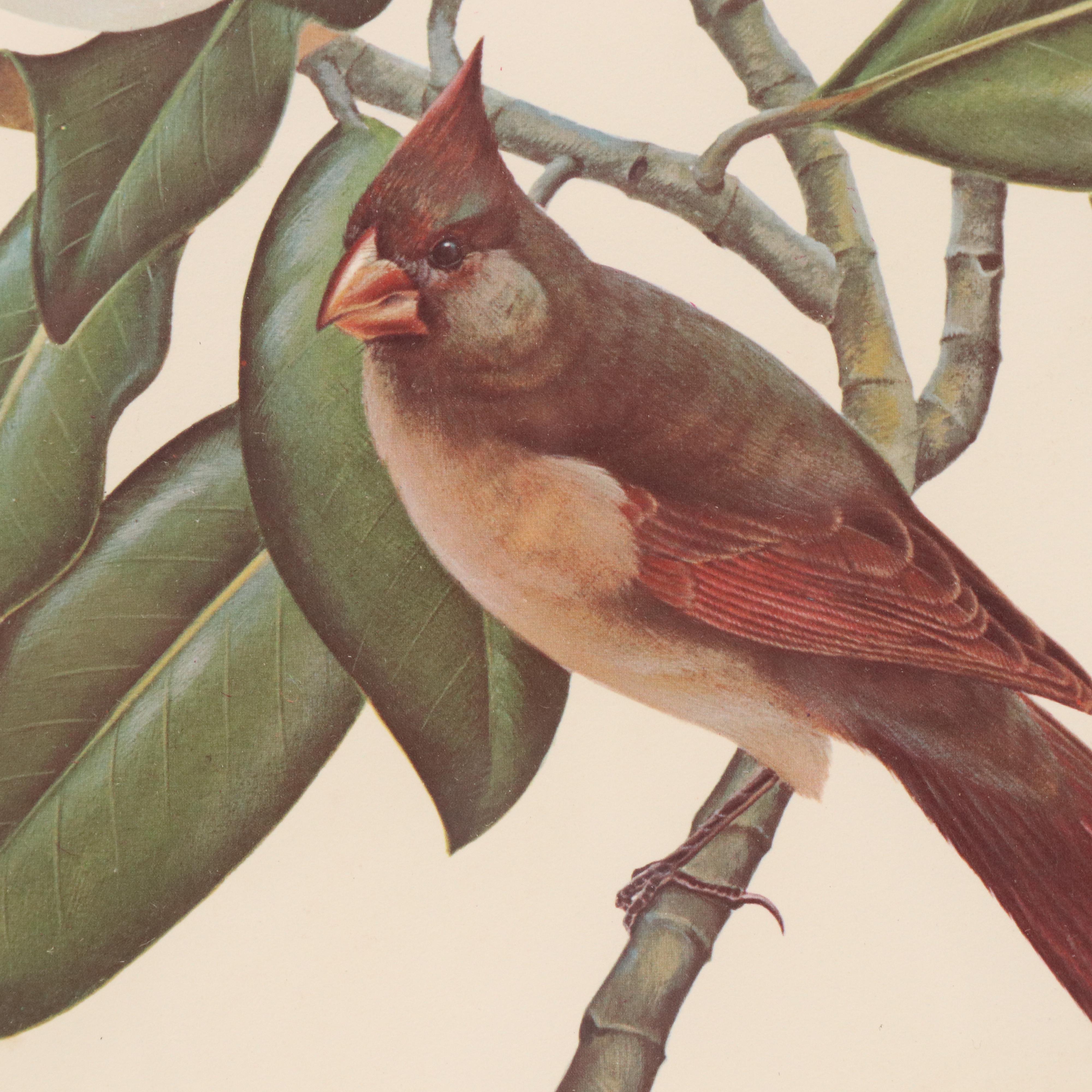 Offset Lithograph After John A. Ruthven of Cardinals and Flowers