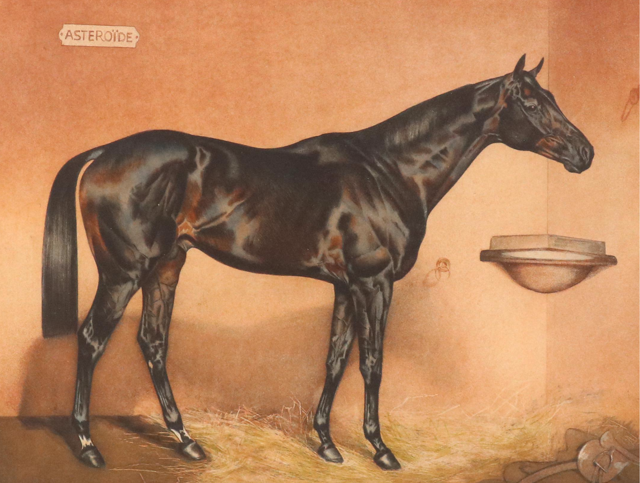 Equine Portrait Etching of Asteroide, 1977
