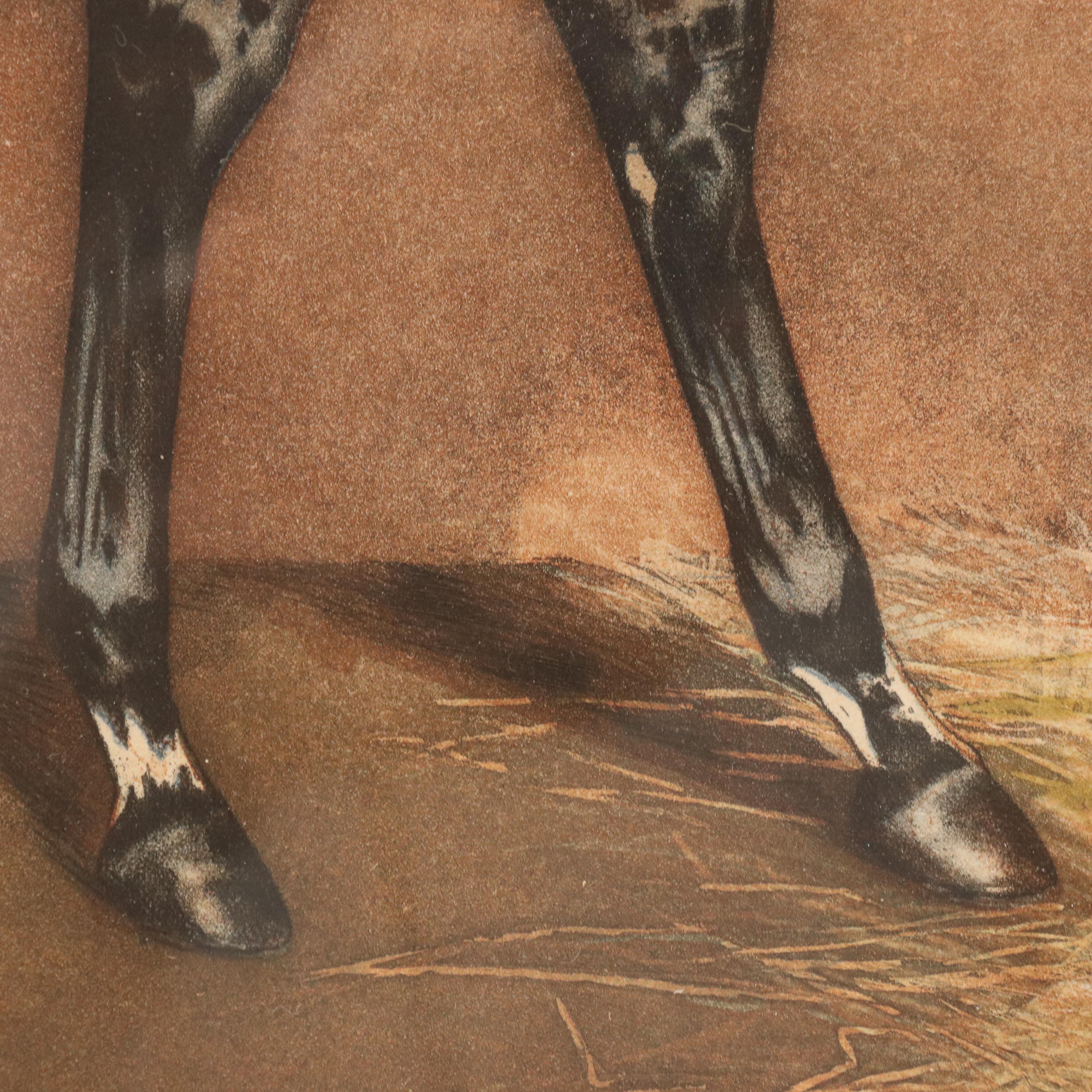 Equine Portrait Etching of Asteroide, 1977