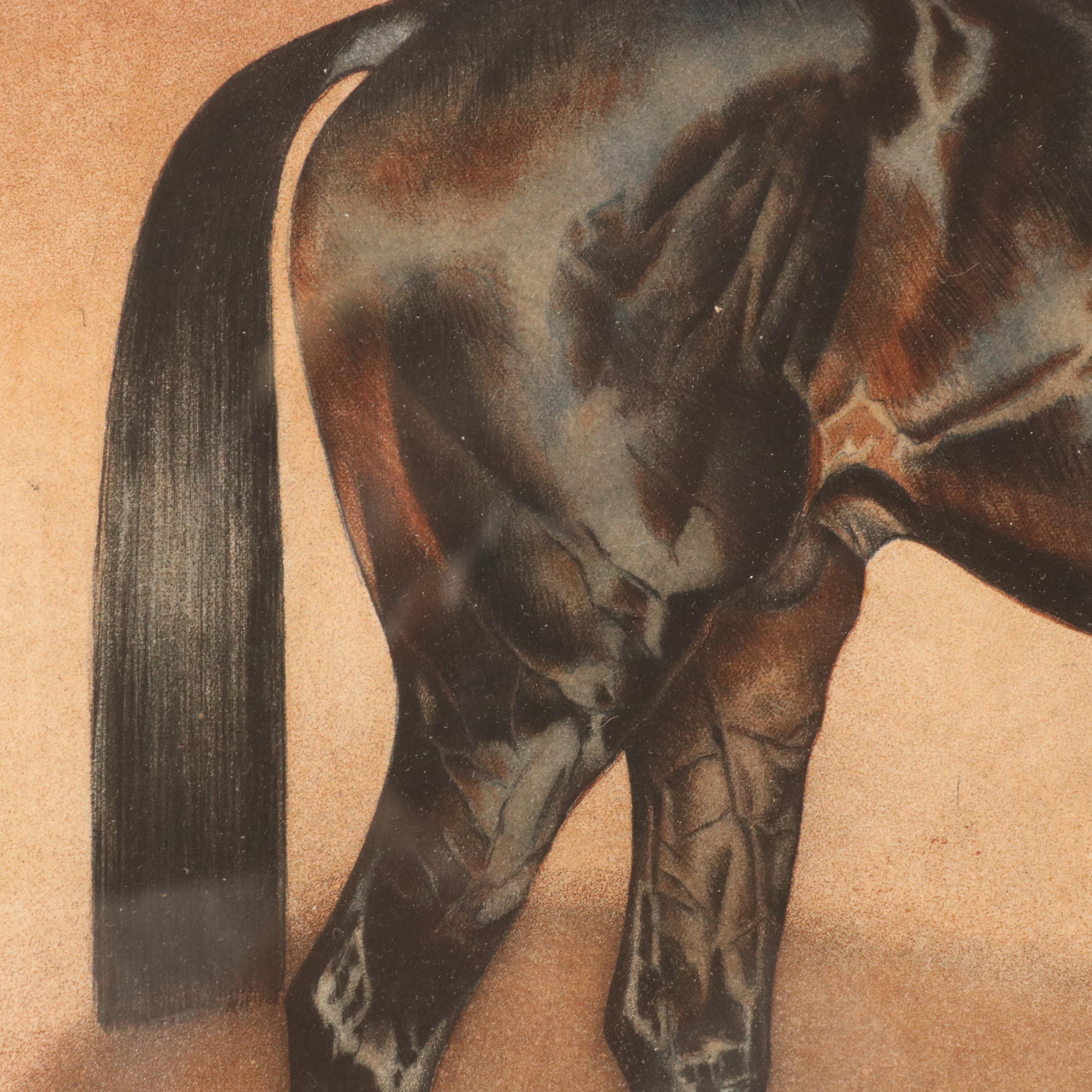 Equine Portrait Etching of Asteroide, 1977