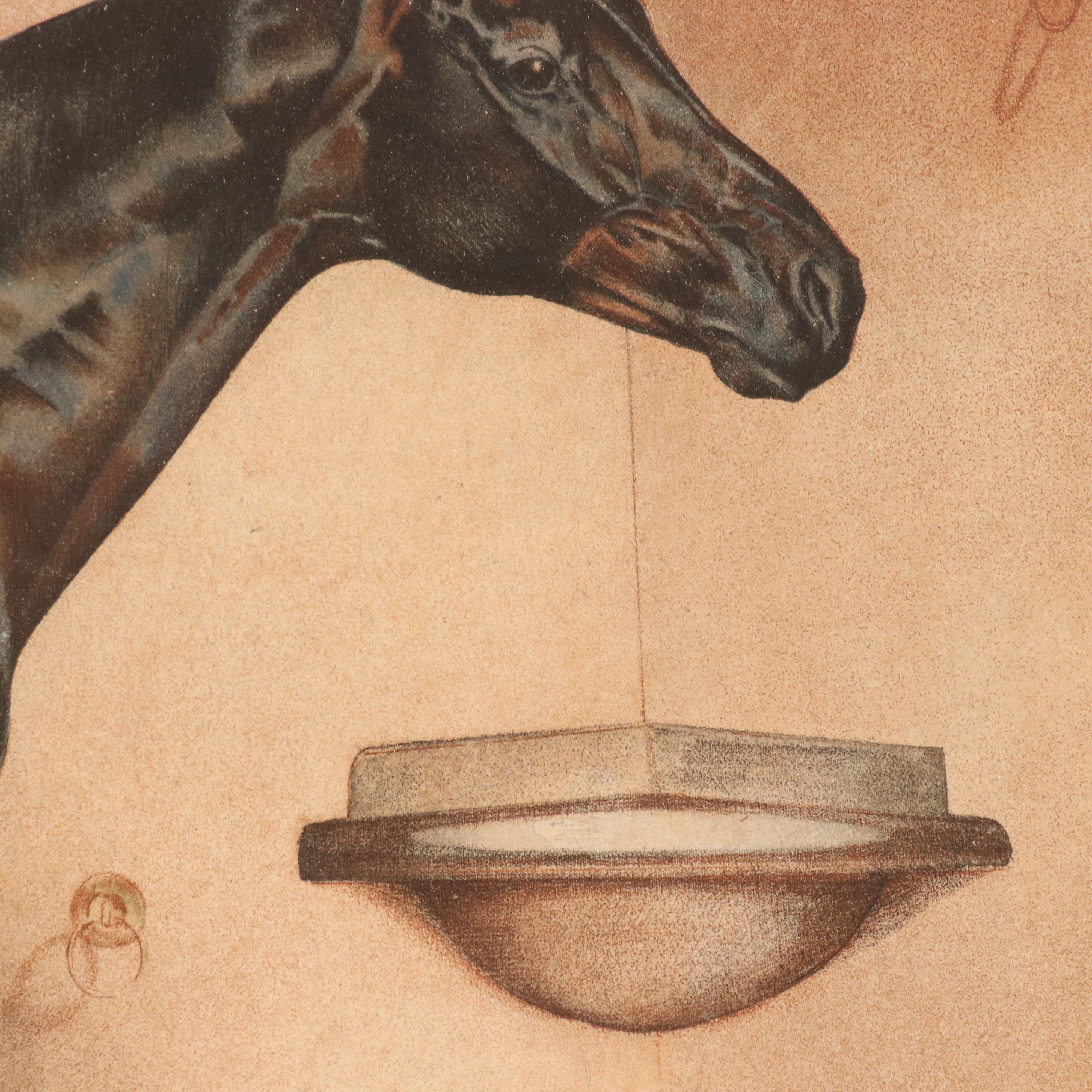 Equine Portrait Etching of Asteroide, 1977