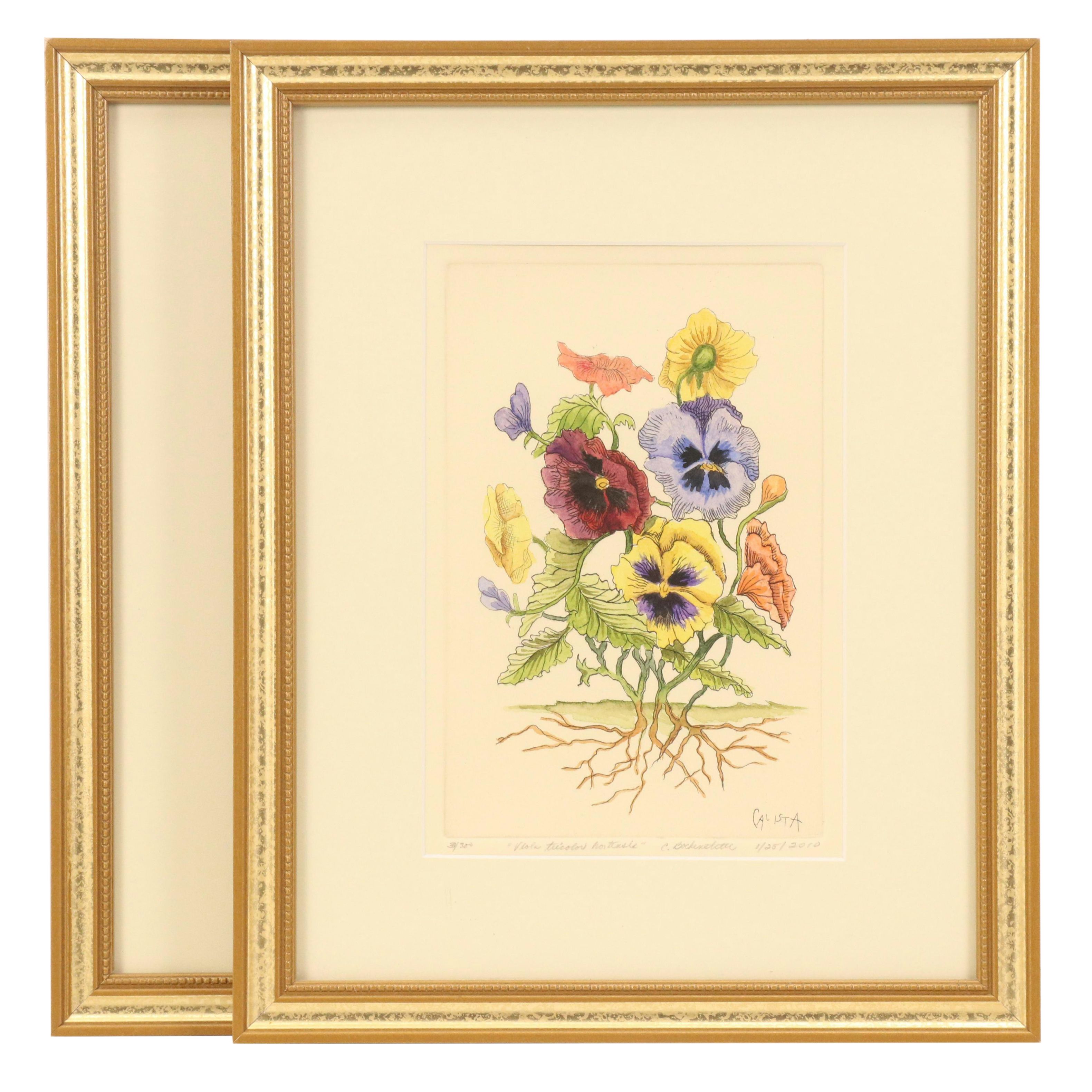Calista Bockenstette Botanical Hand-Colored Etchings, 2010