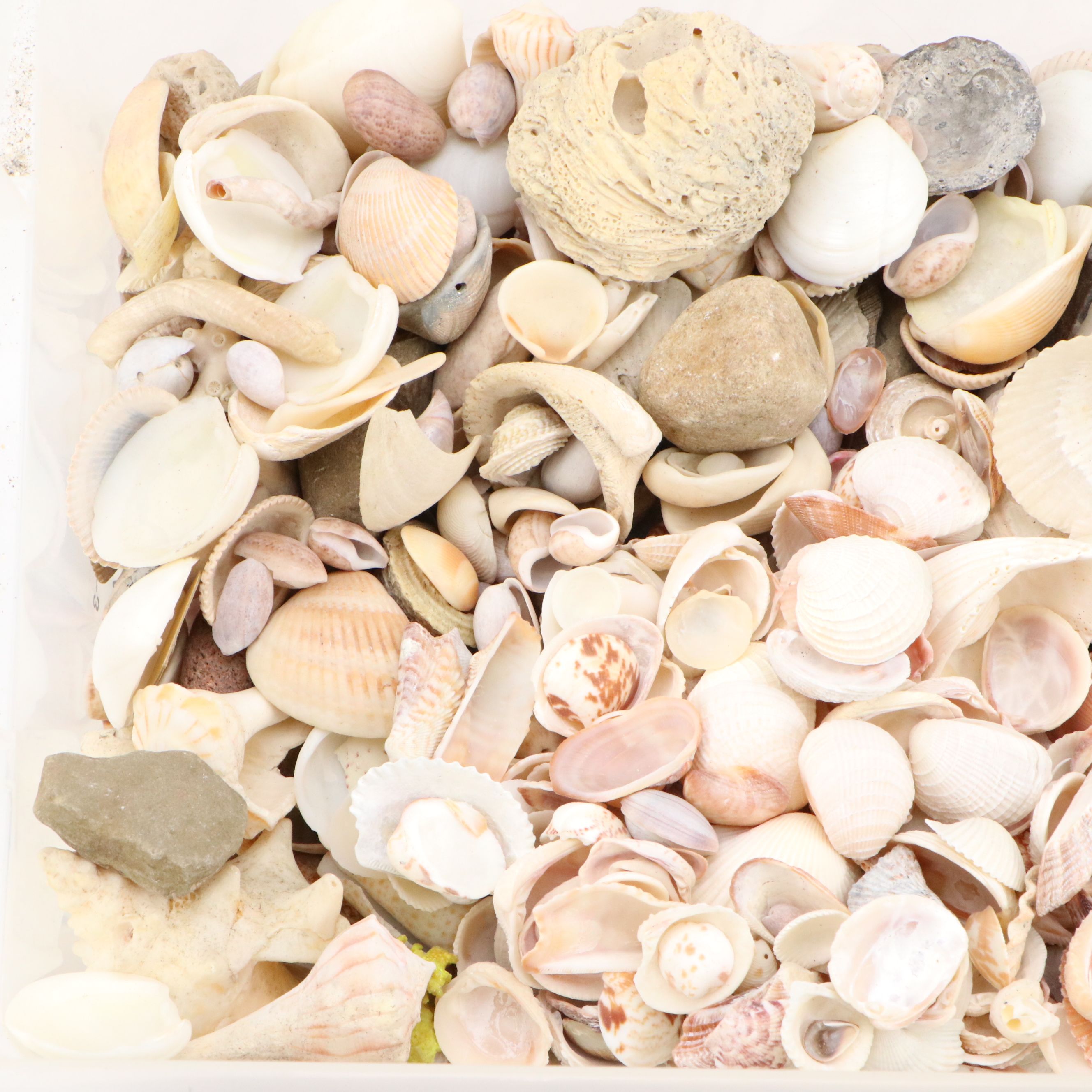 Fossil Brain Coral, Lightning Whelks, Sand Tiger Tooth, More Specimens