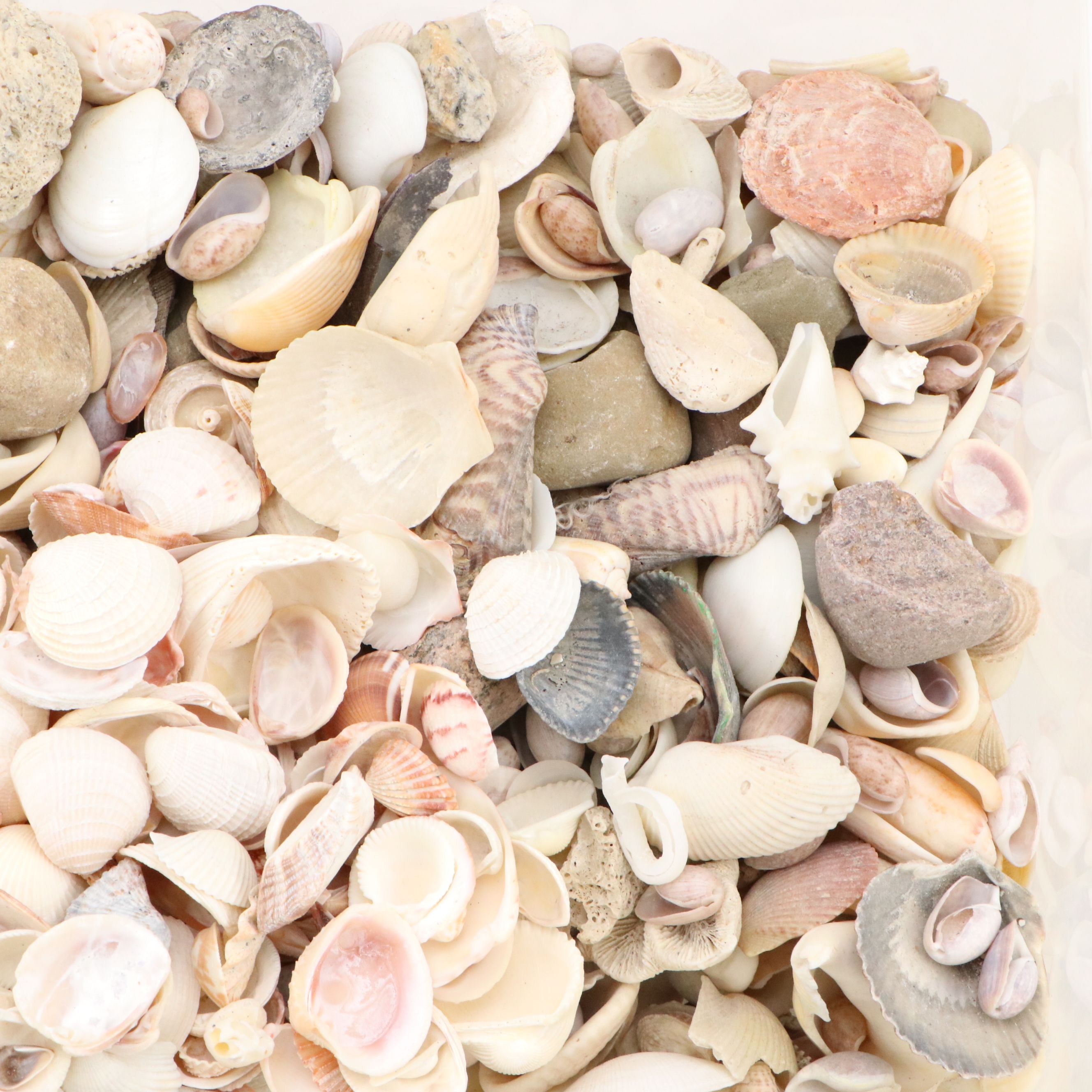 Fossil Brain Coral, Lightning Whelks, Sand Tiger Tooth, More Specimens