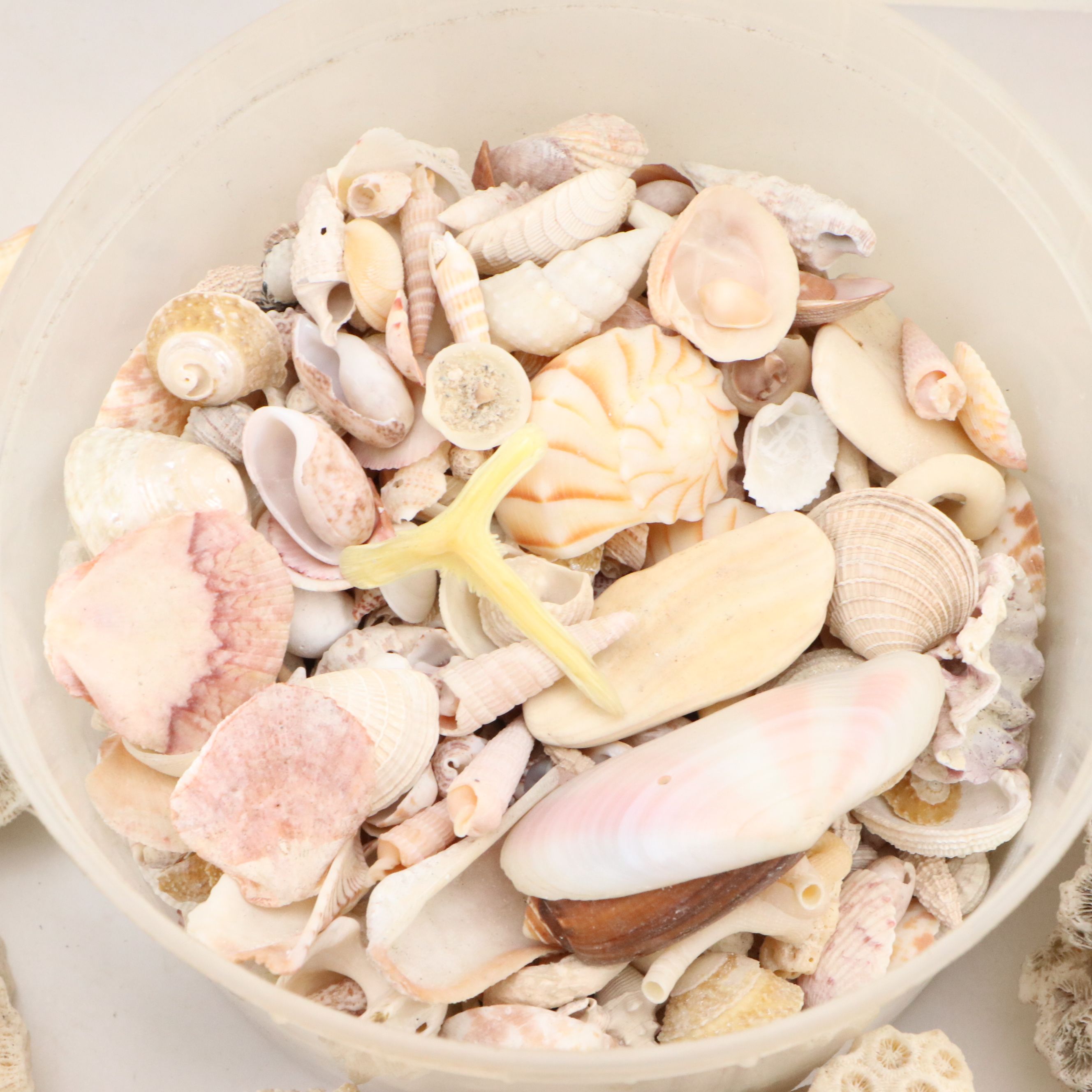 Fossil Brain Coral, Lightning Whelks, Sand Tiger Tooth, More Specimens