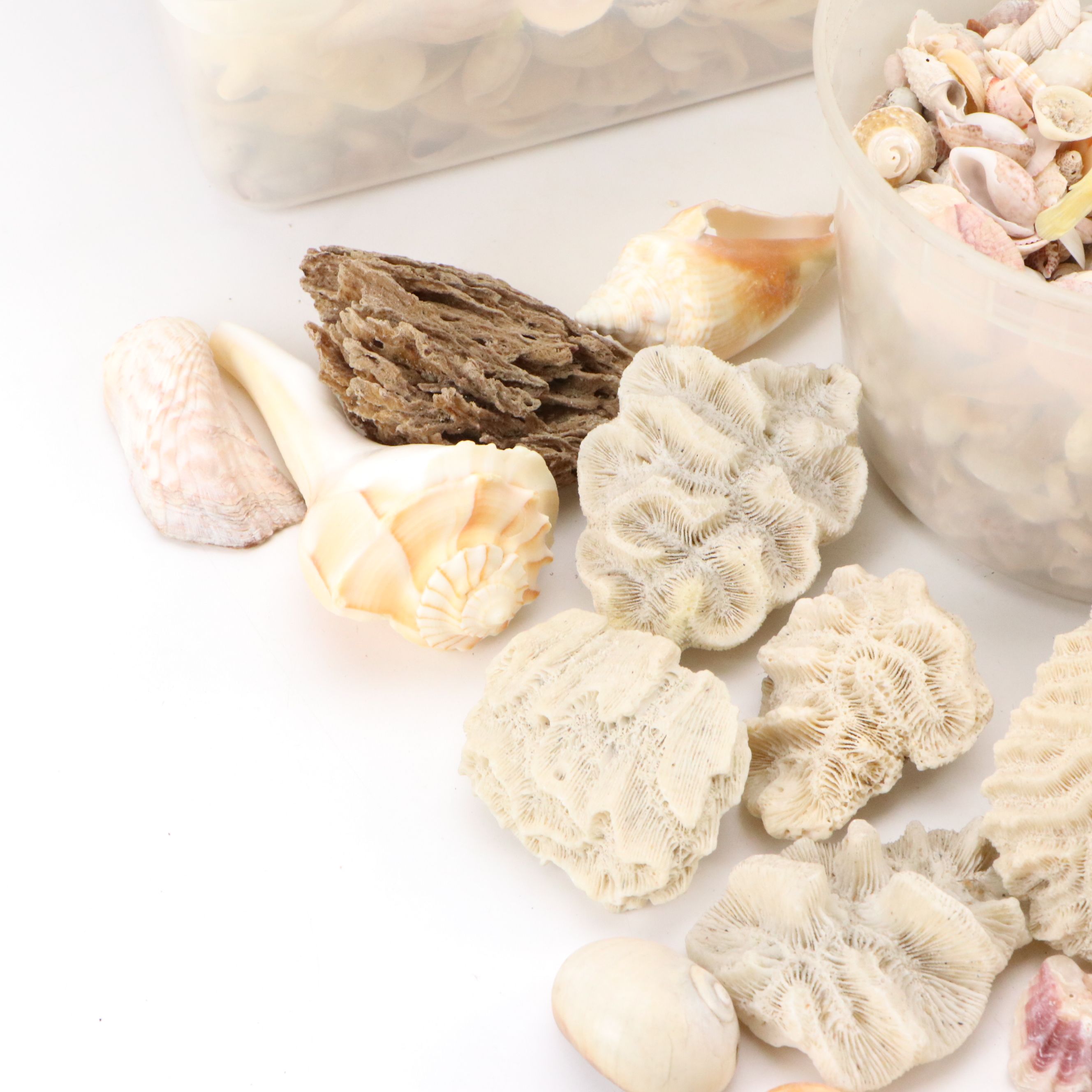 Fossil Brain Coral, Lightning Whelks, Sand Tiger Tooth, More Specimens