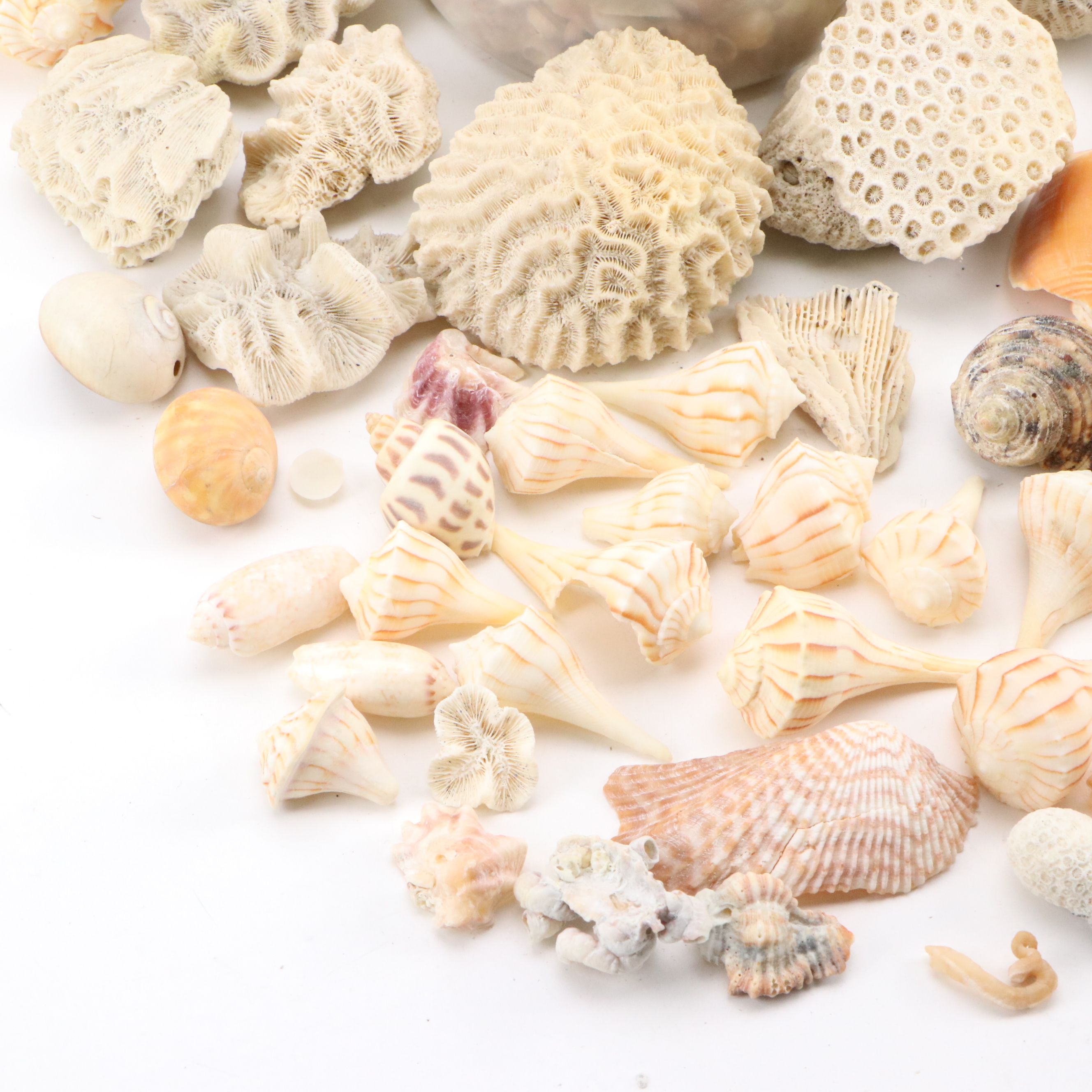 Fossil Brain Coral, Lightning Whelks, Sand Tiger Tooth, More Specimens