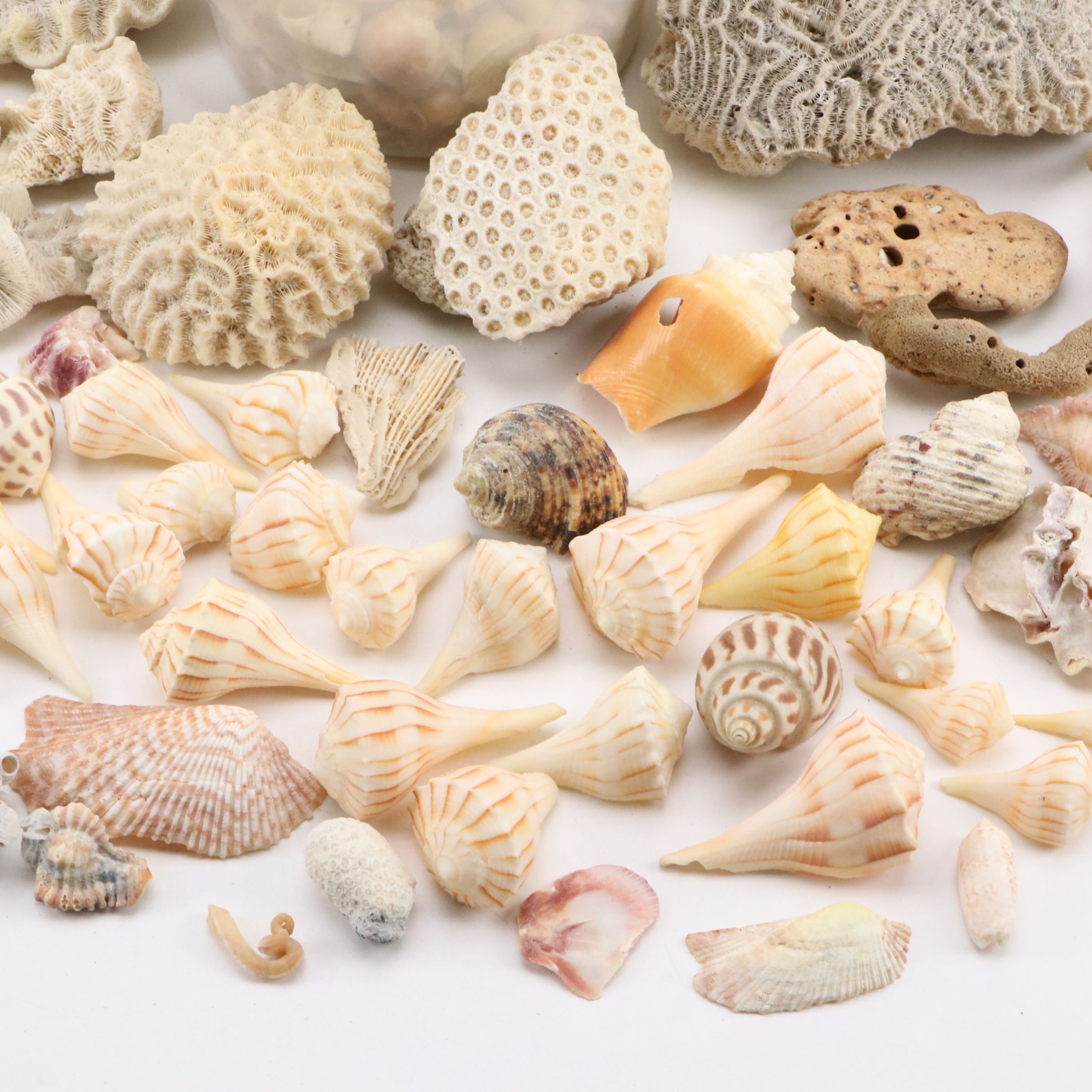 Fossil Brain Coral, Lightning Whelks, Sand Tiger Tooth, More Specimens